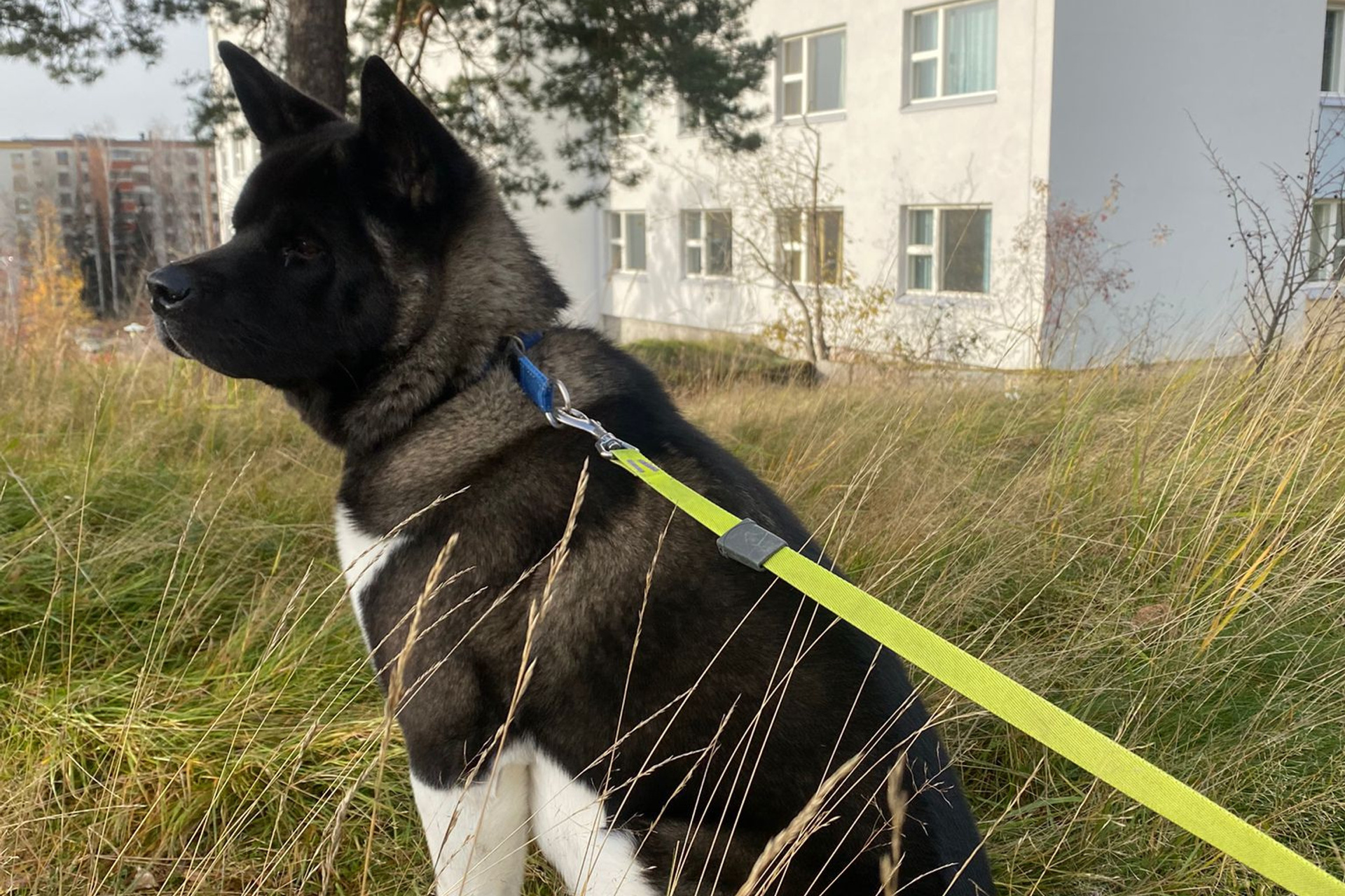 RUBYLIGHT GROZA * Мира