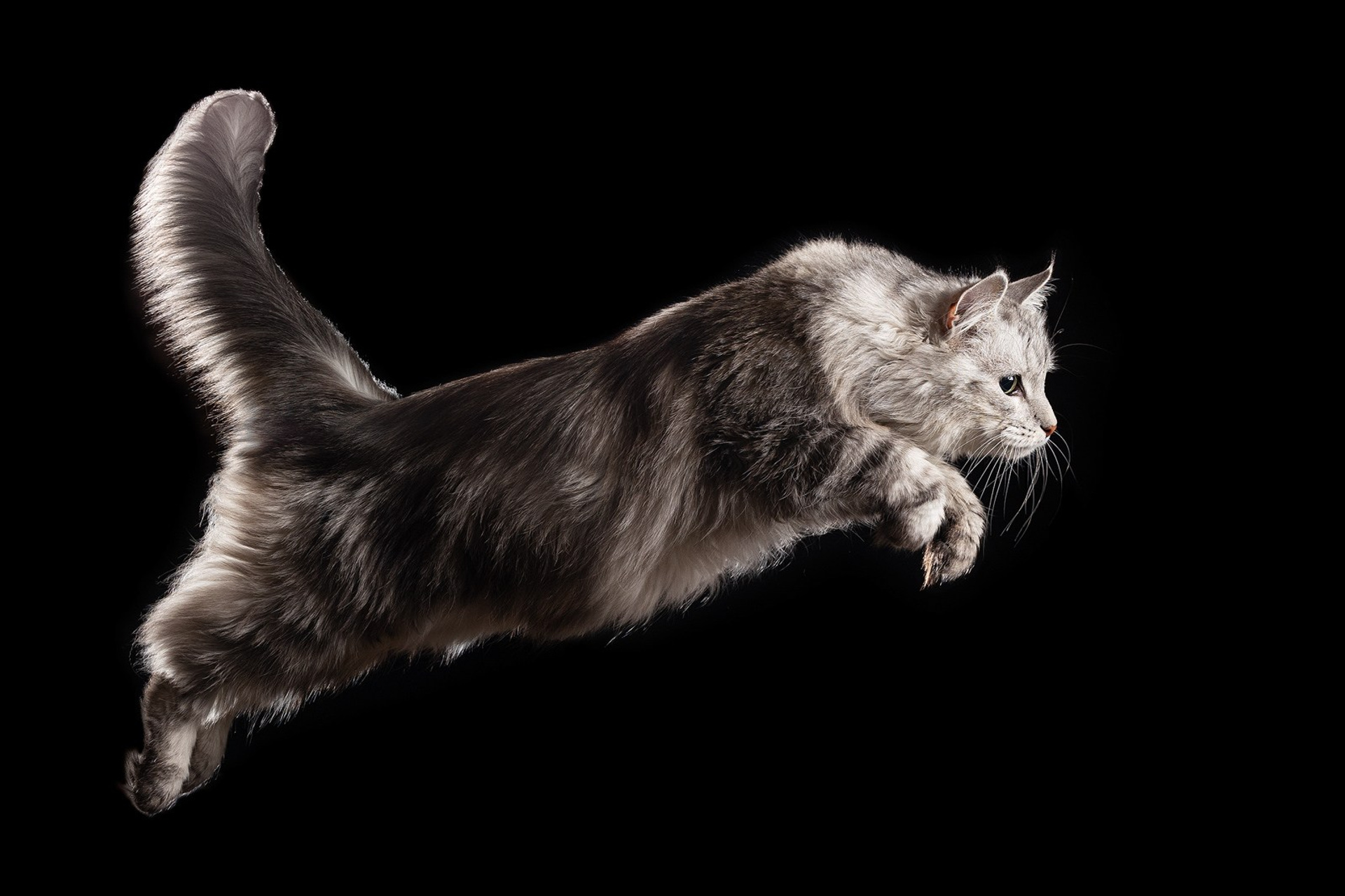 Фотосъемка кошек