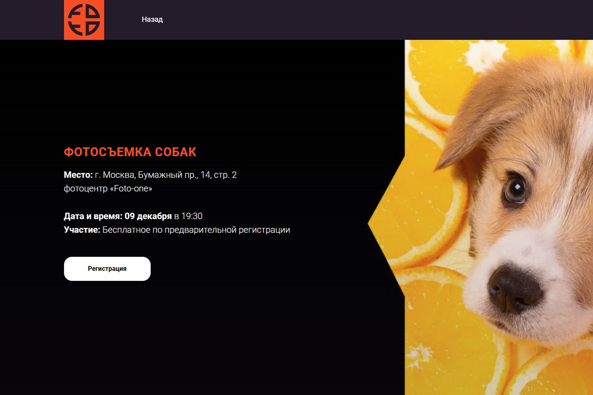 Блог. Фотограф-анималист Natalia Deingel | Фотосъемка собак в Москве