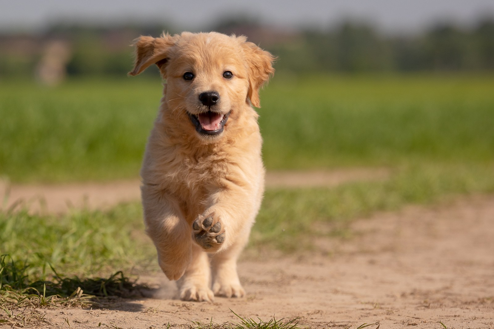 Фотосъёмки щенков