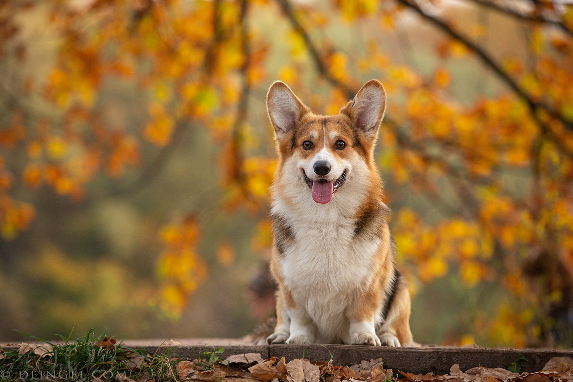 Корги в&nbsp;осеннем парке