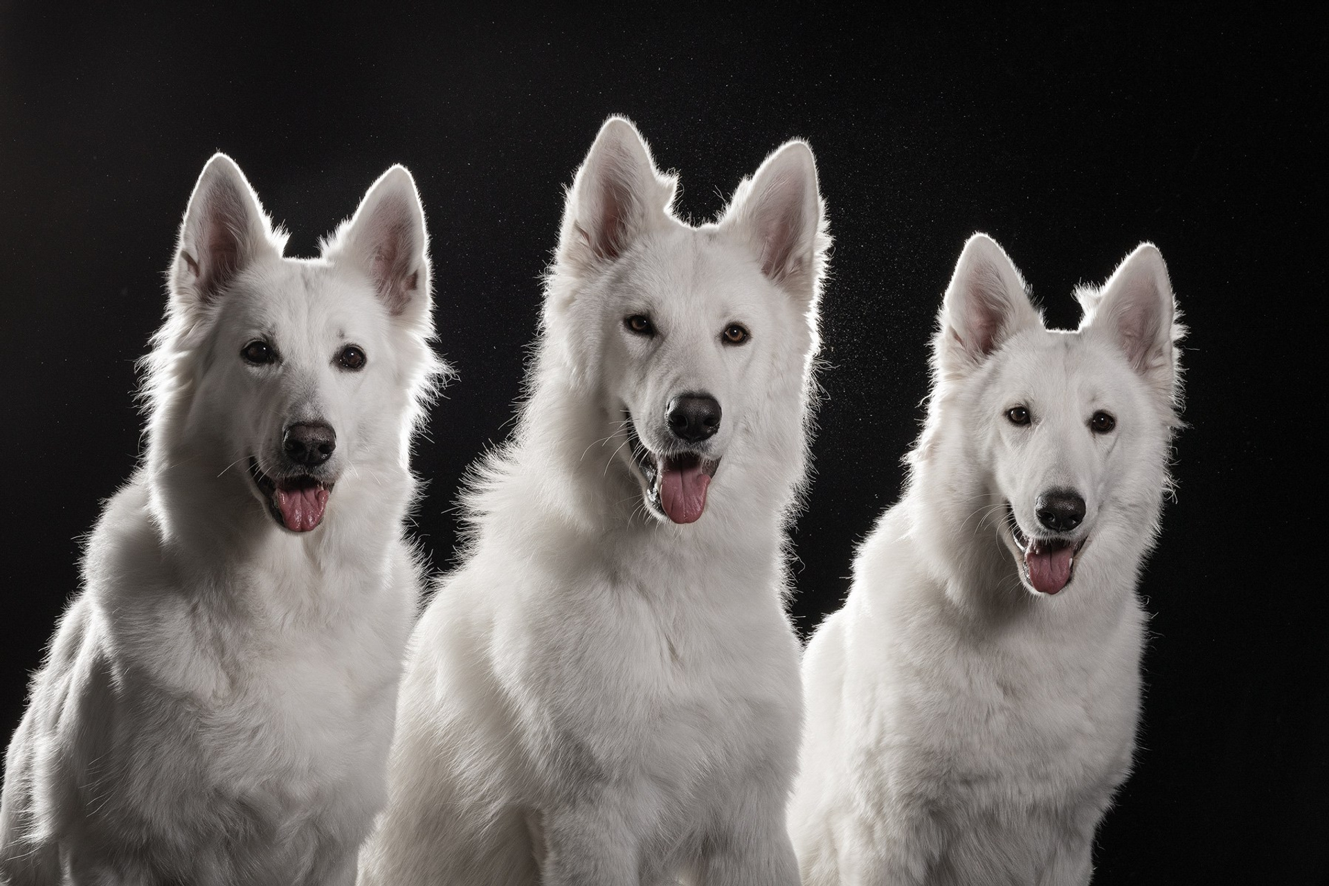 Блог. Фотограф-анималист Natalia Deingel | Фотосъемка собак в Москве