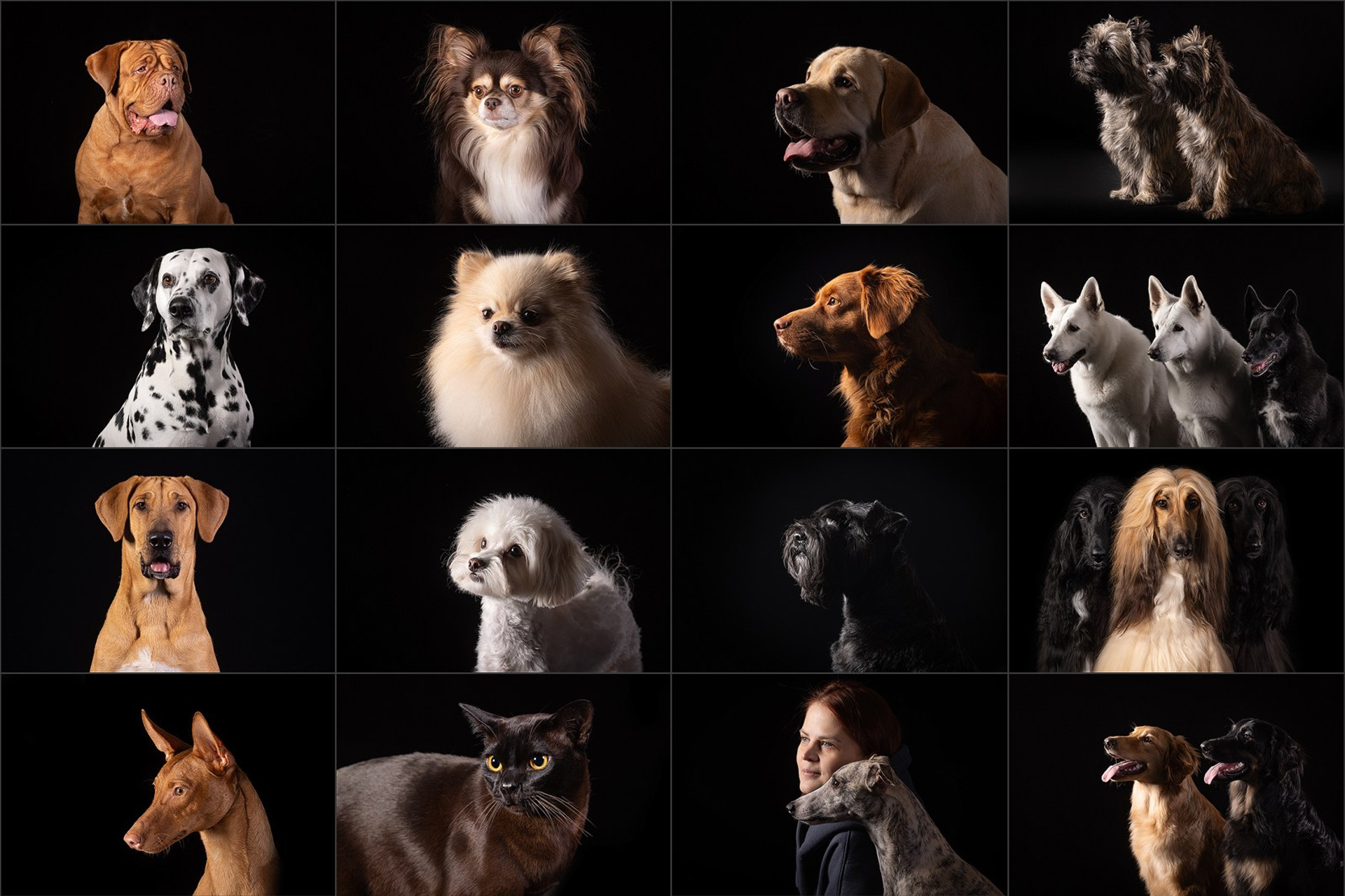 Блог. Фотограф-анималист Natalia Deingel | Фотосъемка собак в Москве