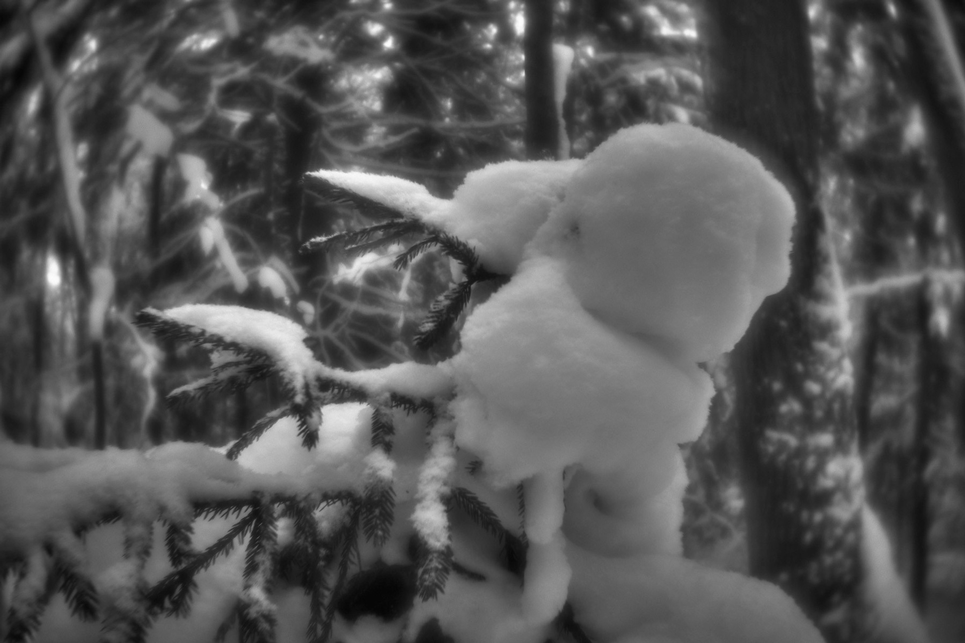 Рождество-2026. Фотограф Виктор Луганский Москва