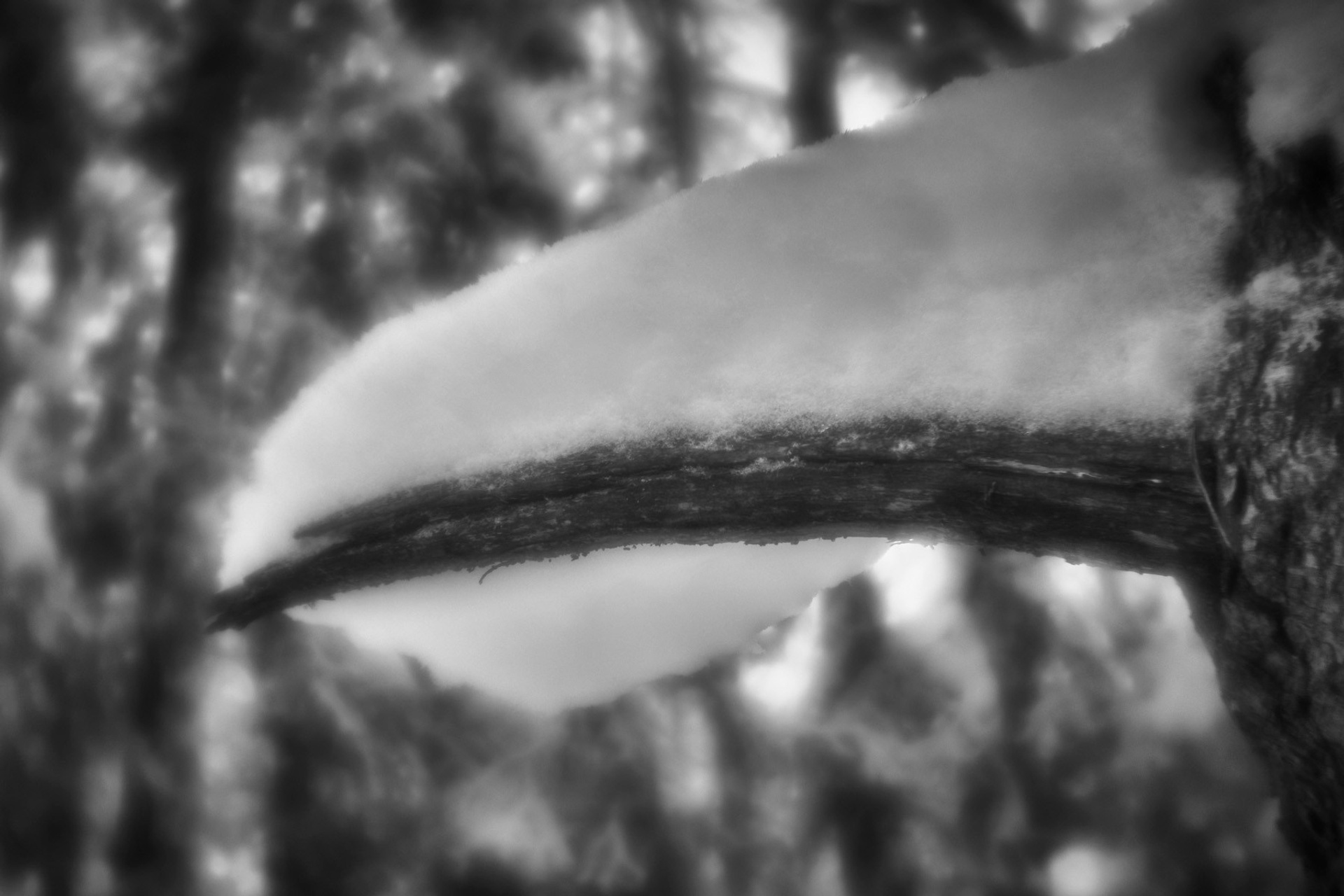 Рождество-2026. Фотограф Виктор Луганский Москва