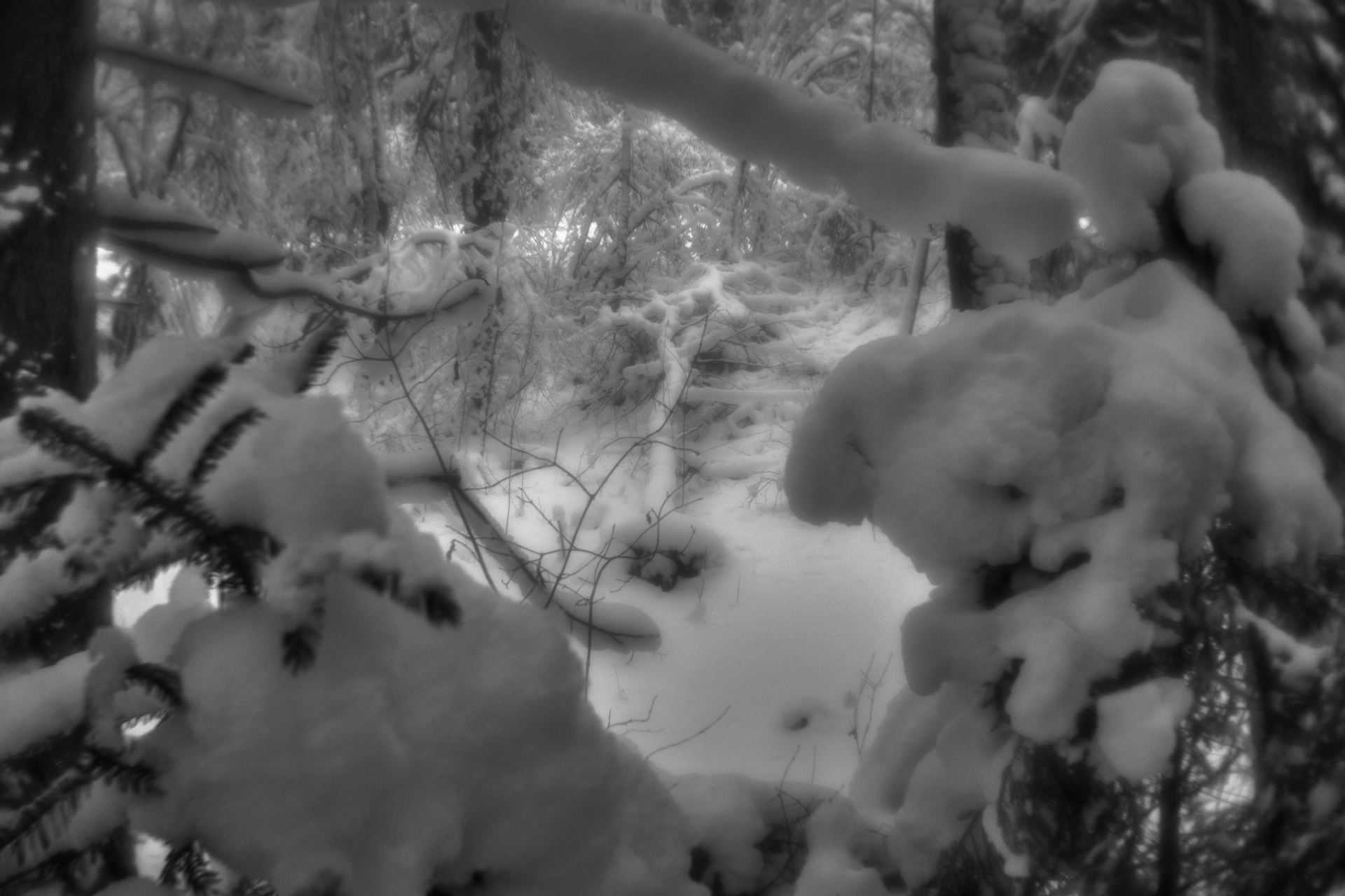 Рождество-2026. Фотограф Виктор Луганский Москва