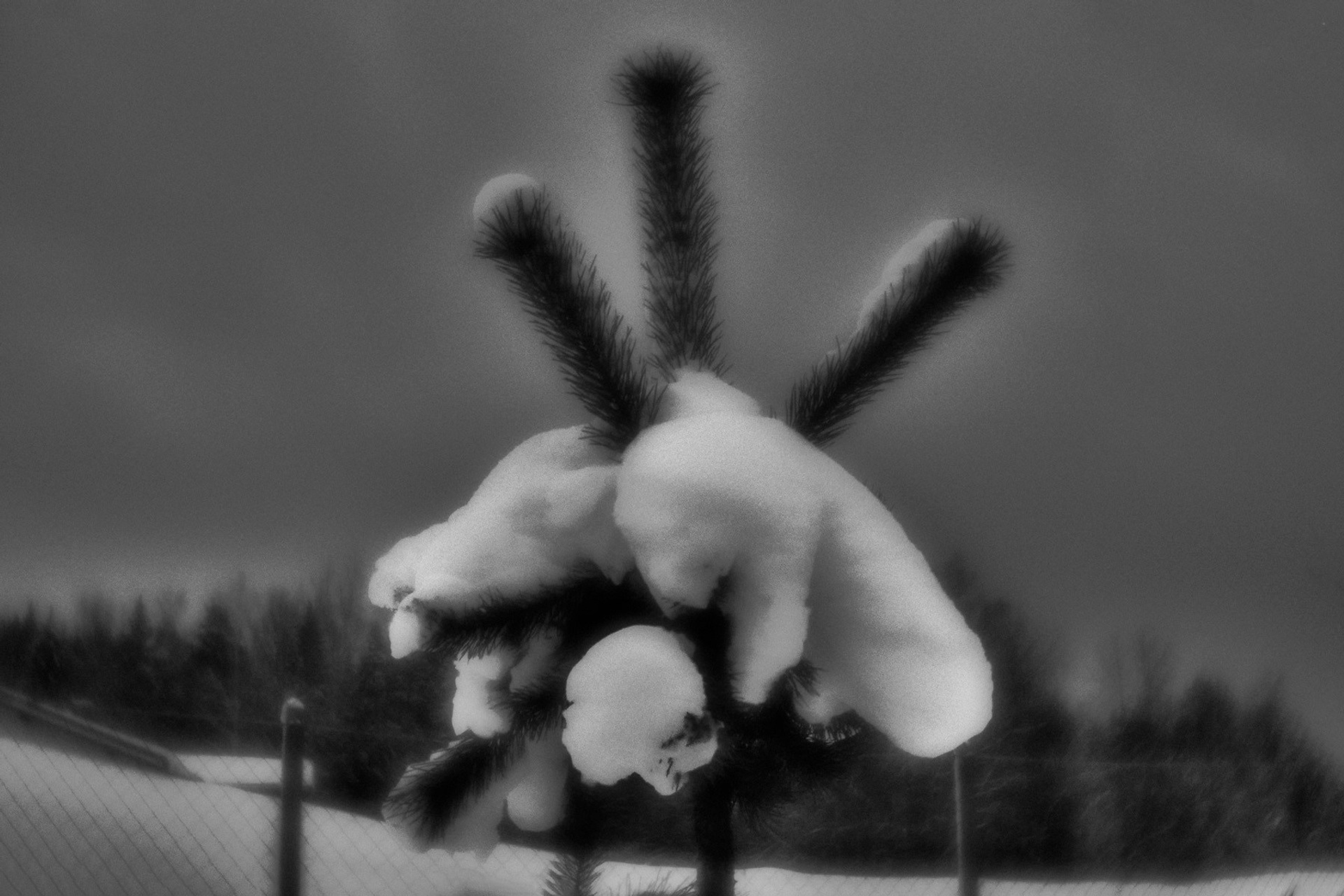 Рождество-2026. Фотограф Виктор Луганский Москва