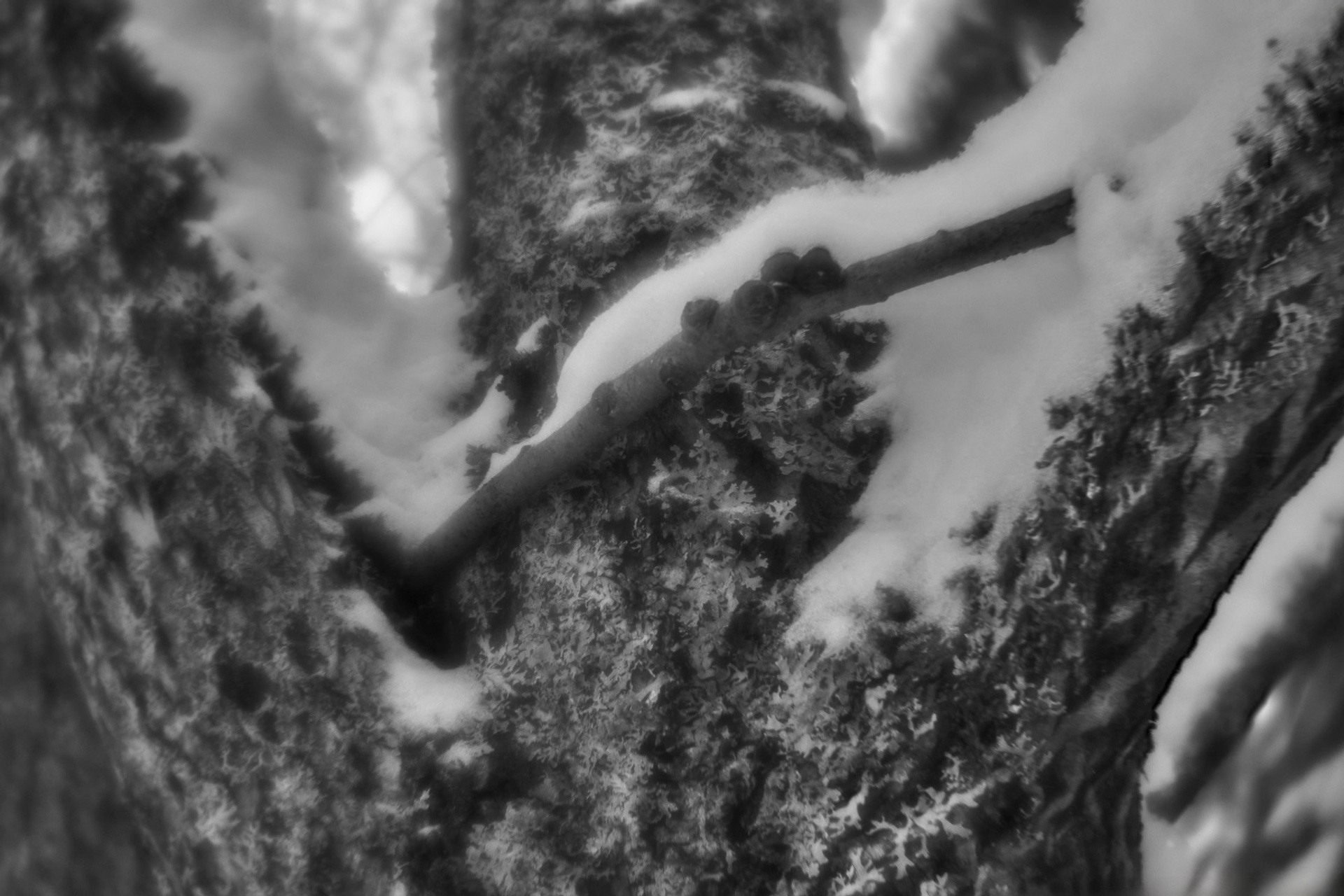 Рождество-2026. Фотограф Виктор Луганский Москва