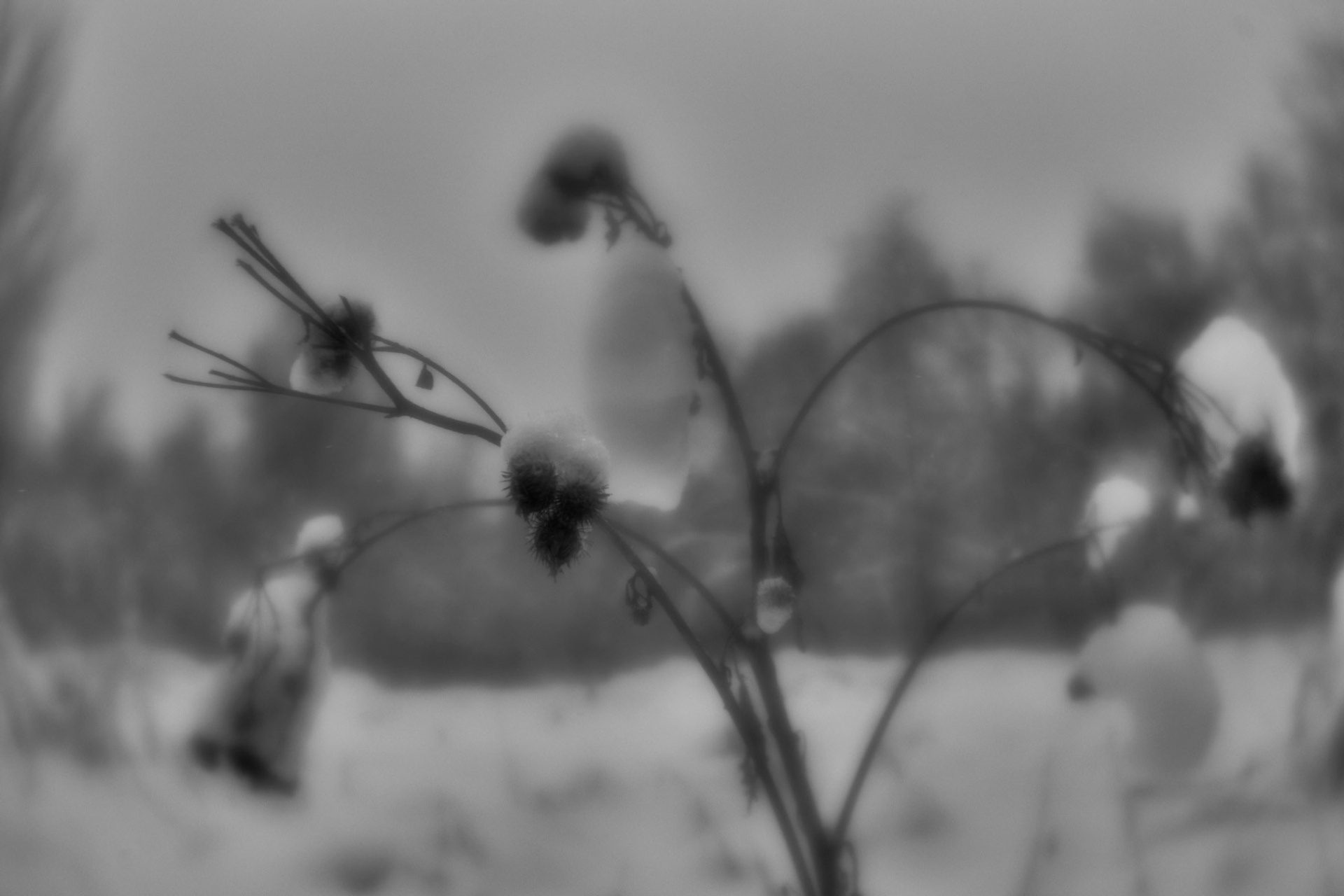 Рождество-2026. Фотограф Виктор Луганский Москва