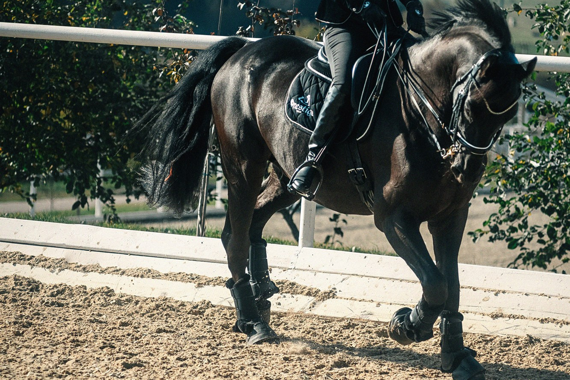 Максима Стэйбл Парк МО