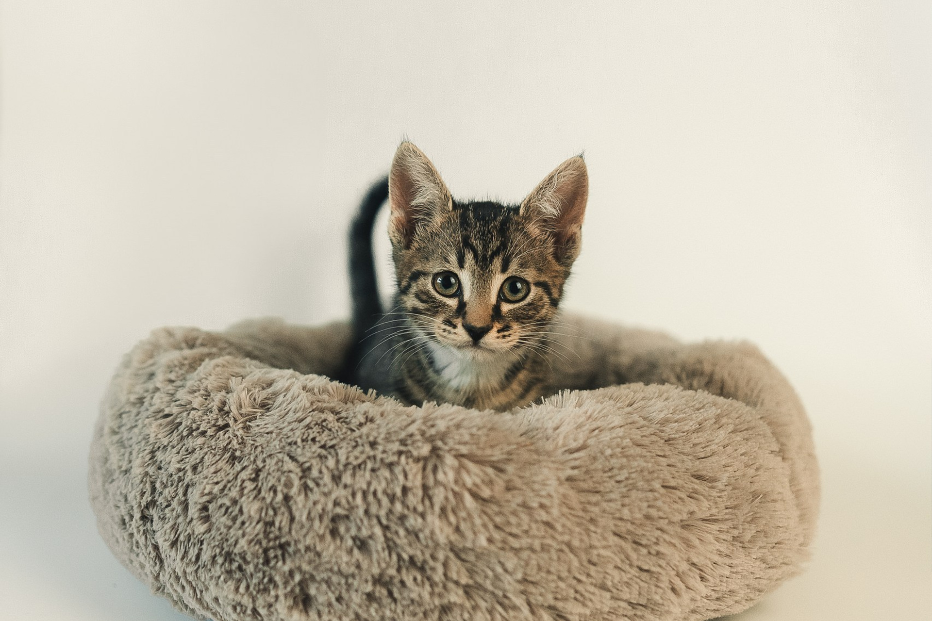 фотосессия котятам