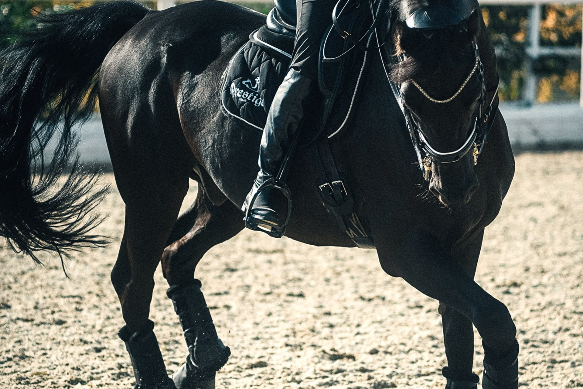 Съёмки с лошадьми