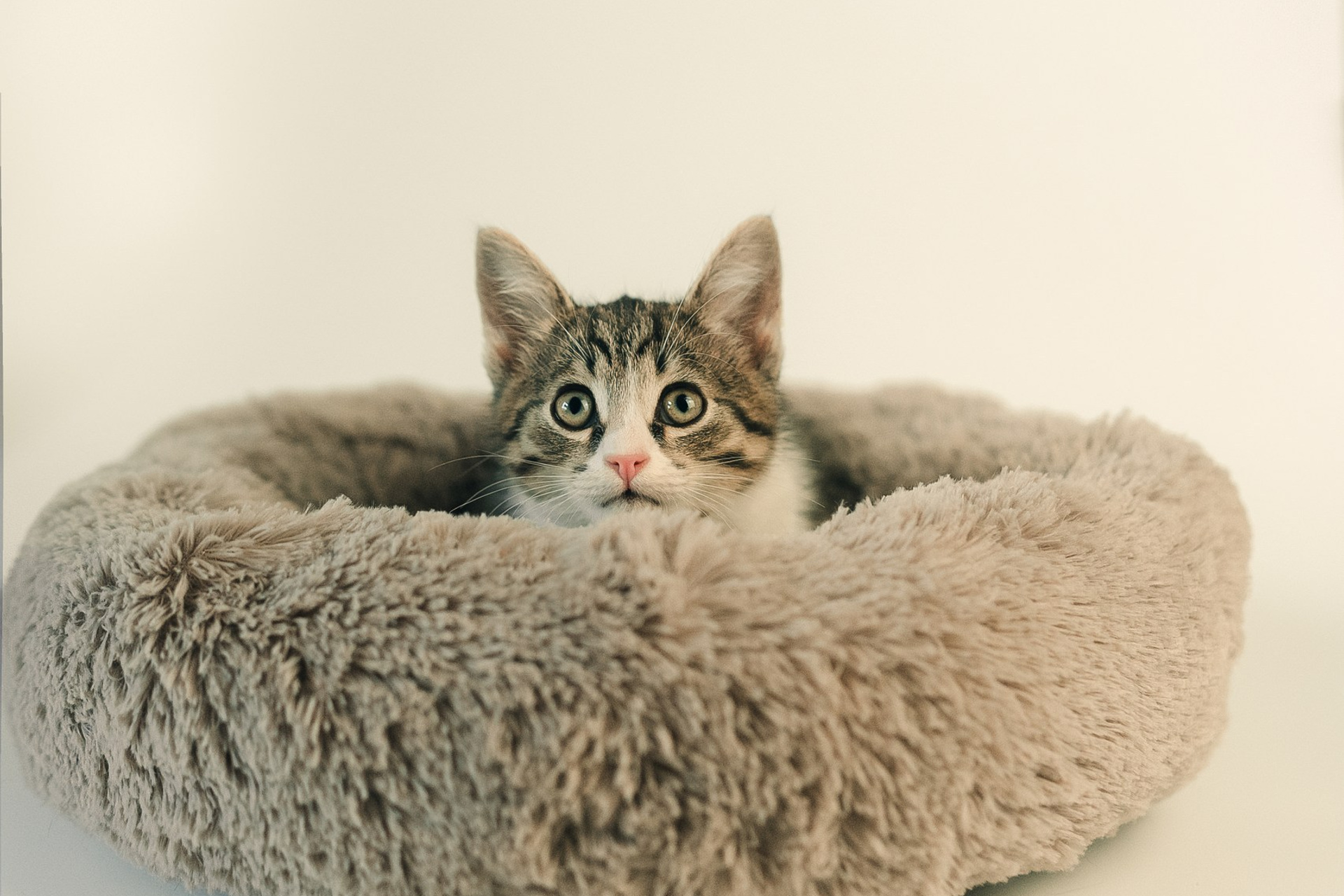 Котята на продажу