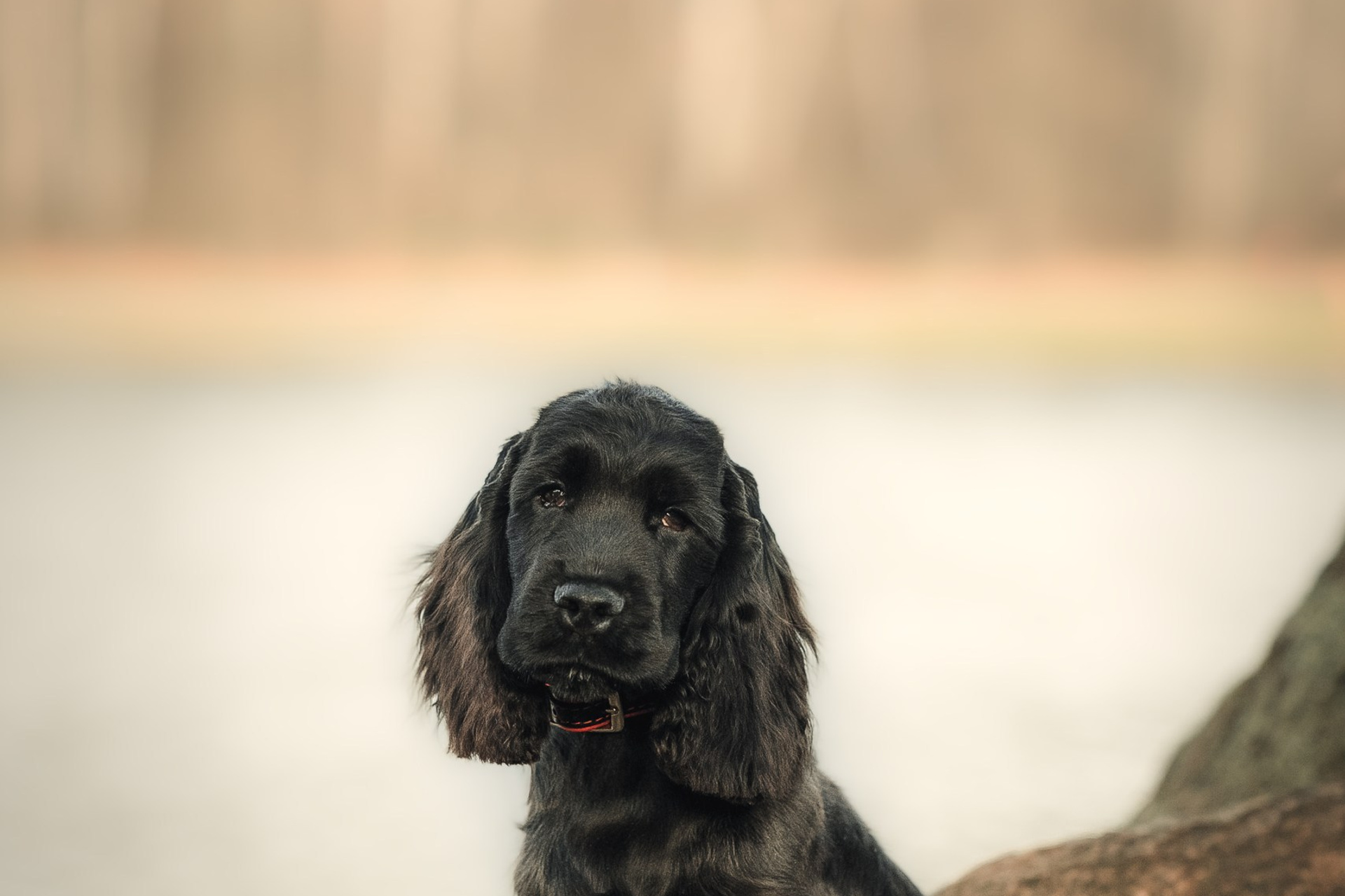 Спаниелька Мери