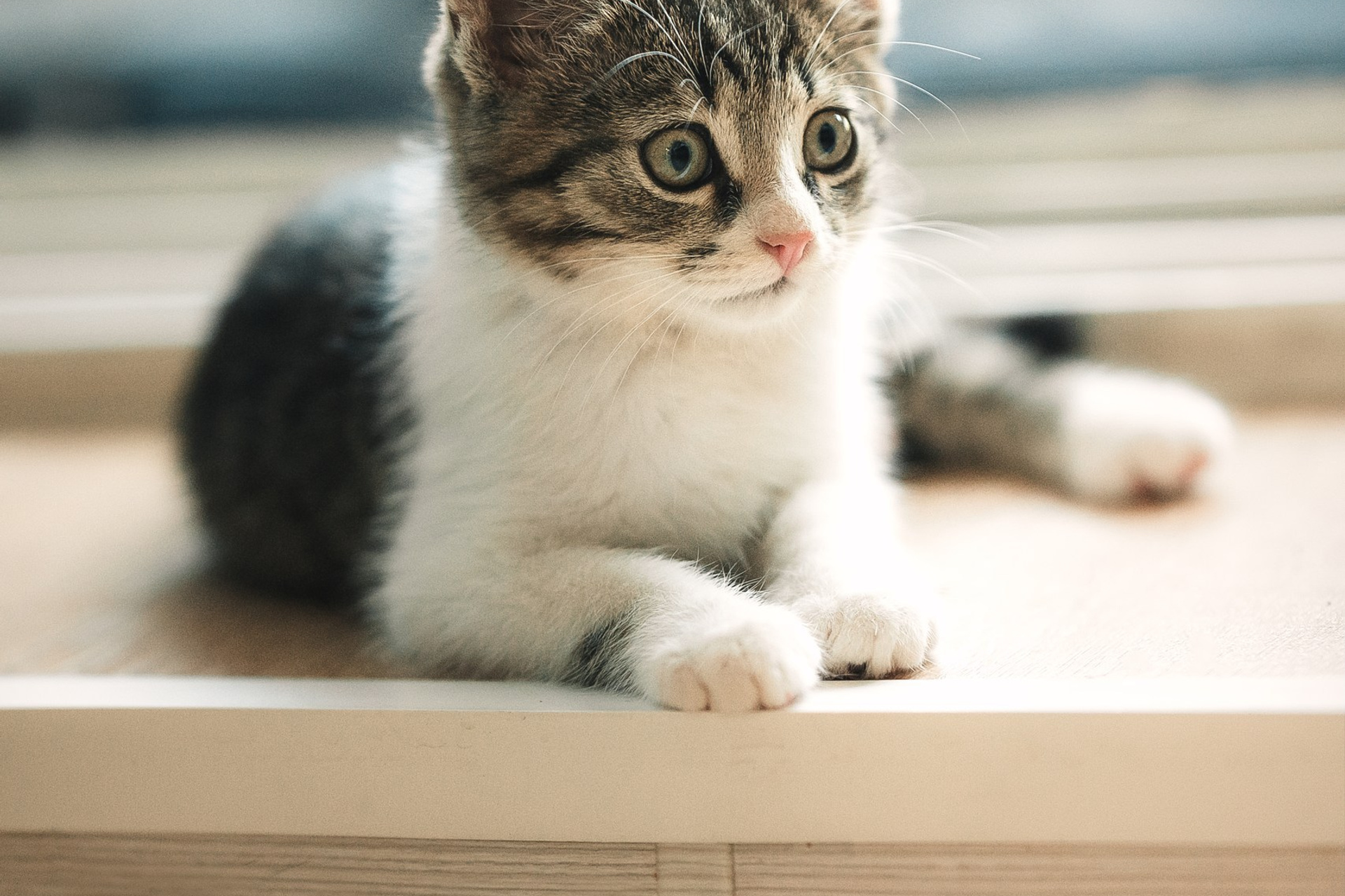 Съёмка щенков на продажу