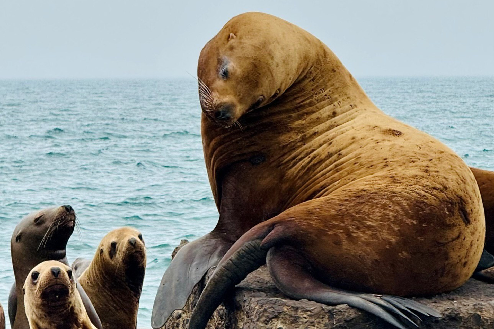 Почему шансы встретить китов на Камчатке выше, чем в Мурманске?