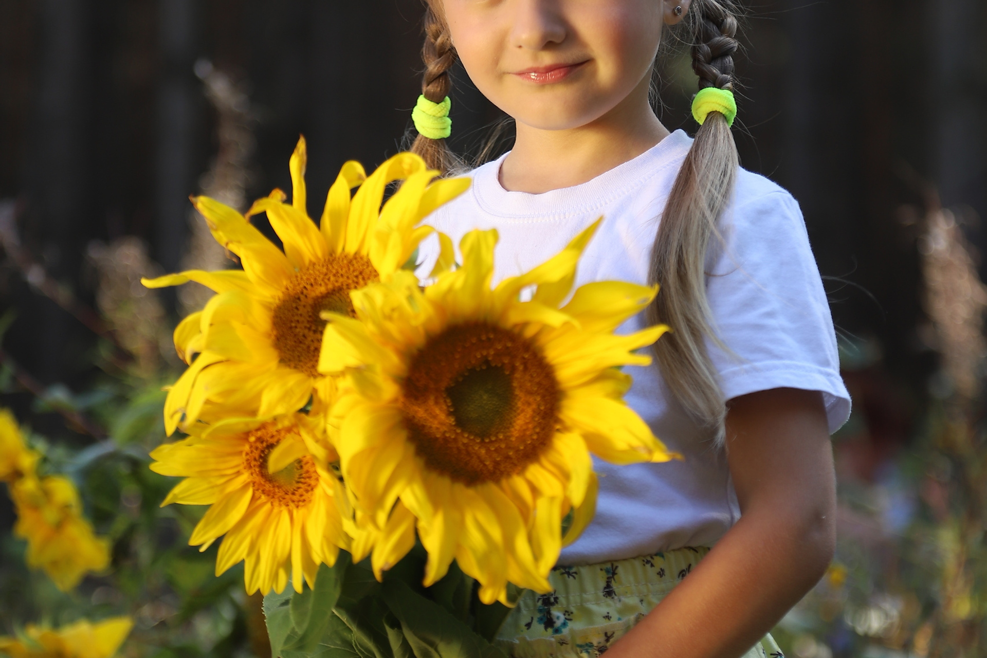 Лето. Подсолнухи