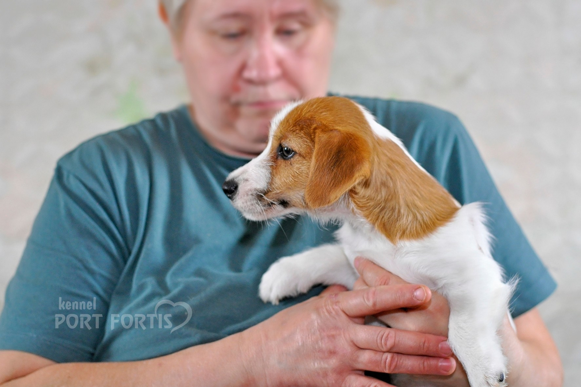 2026 Litter F female 2. Щенки джек рассел терьера, питомник РКФ, питомник джек рассел терьеров, питомник Порт Фортис, kennel PORT FORTIS