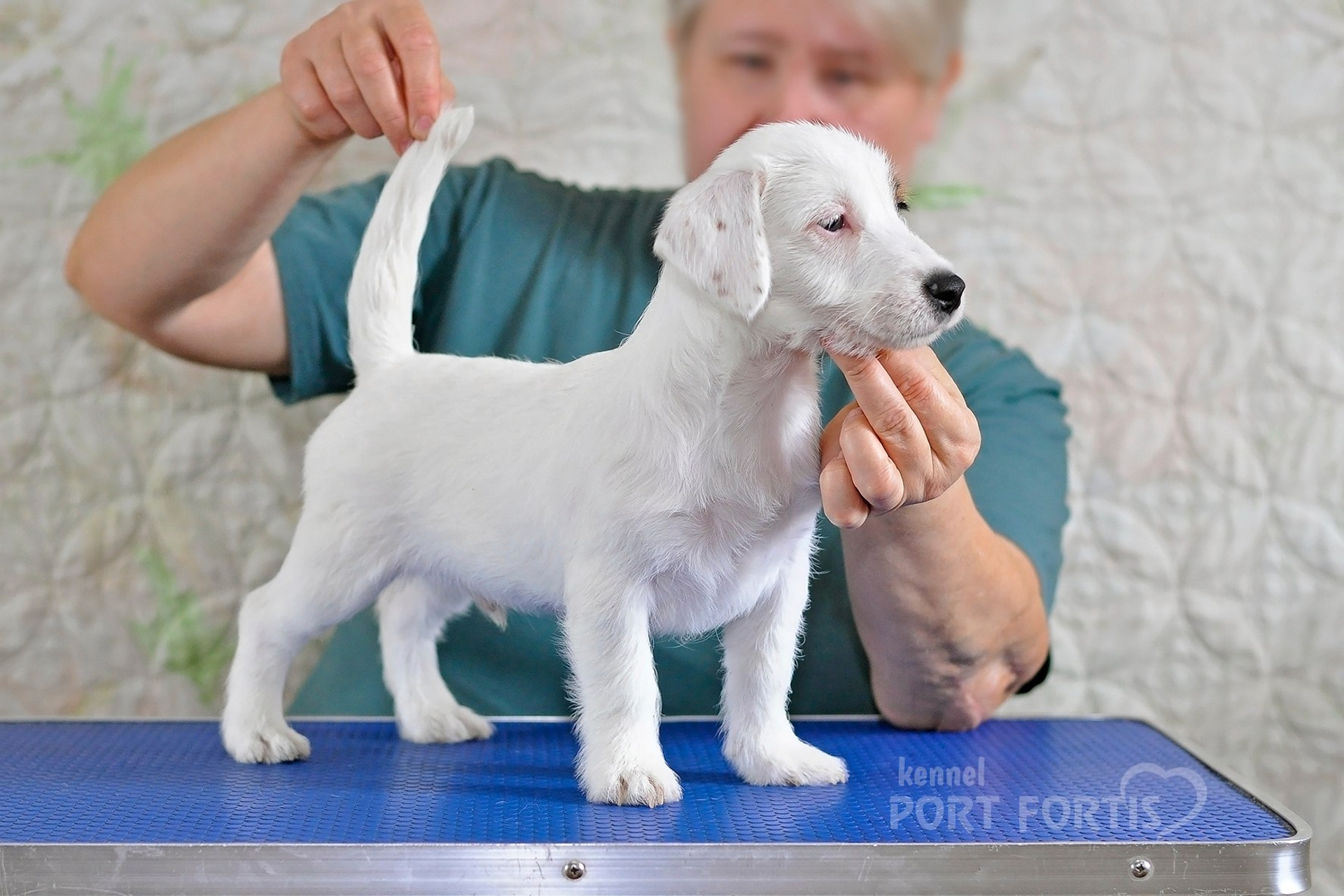 2026 Litter F male 1. Щенки джек рассел терьера, питомник РКФ, питомник джек рассел терьеров, питомник Порт Фортис, kennel PORT FORTIS