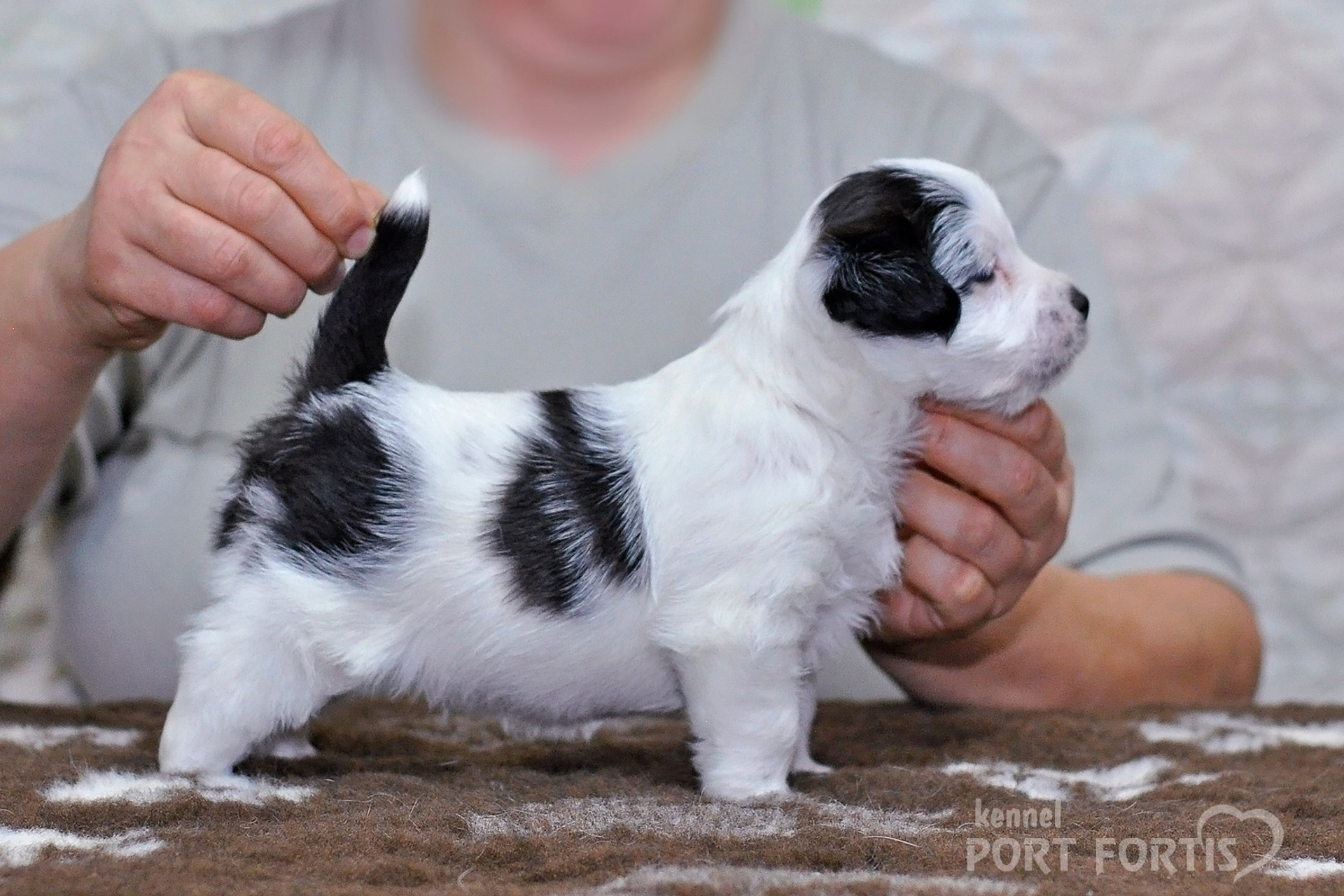 2026 Litter D male 3. Щенки джек рассел терьера, питомник РКФ, питомник джек рассел терьеров, питомник Порт Фортис, kennel PORT FORTIS