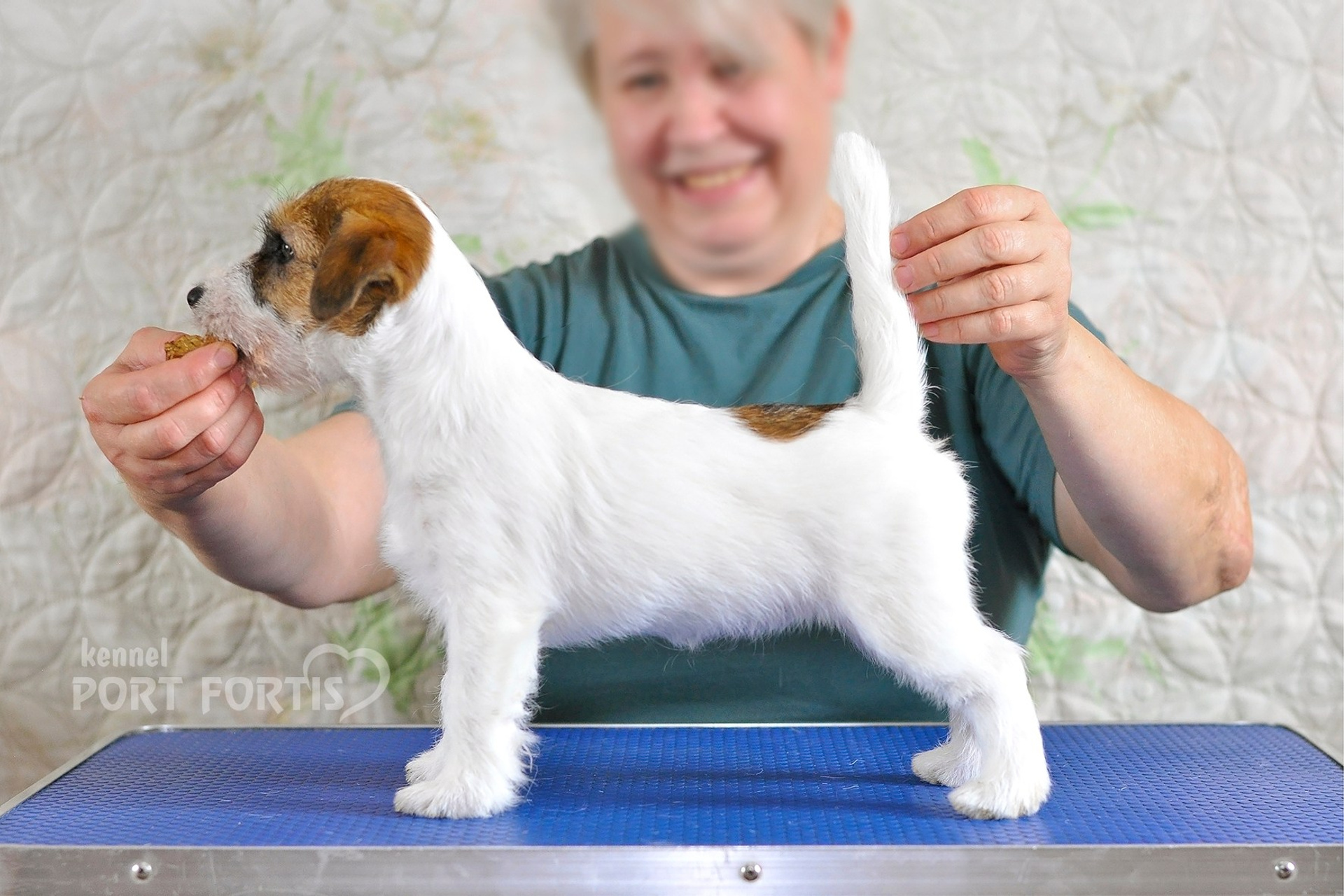 2026 Litter F female 1. Щенки джек рассел терьера, питомник РКФ, питомник джек рассел терьеров, питомник Порт Фортис, kennel PORT FORTIS