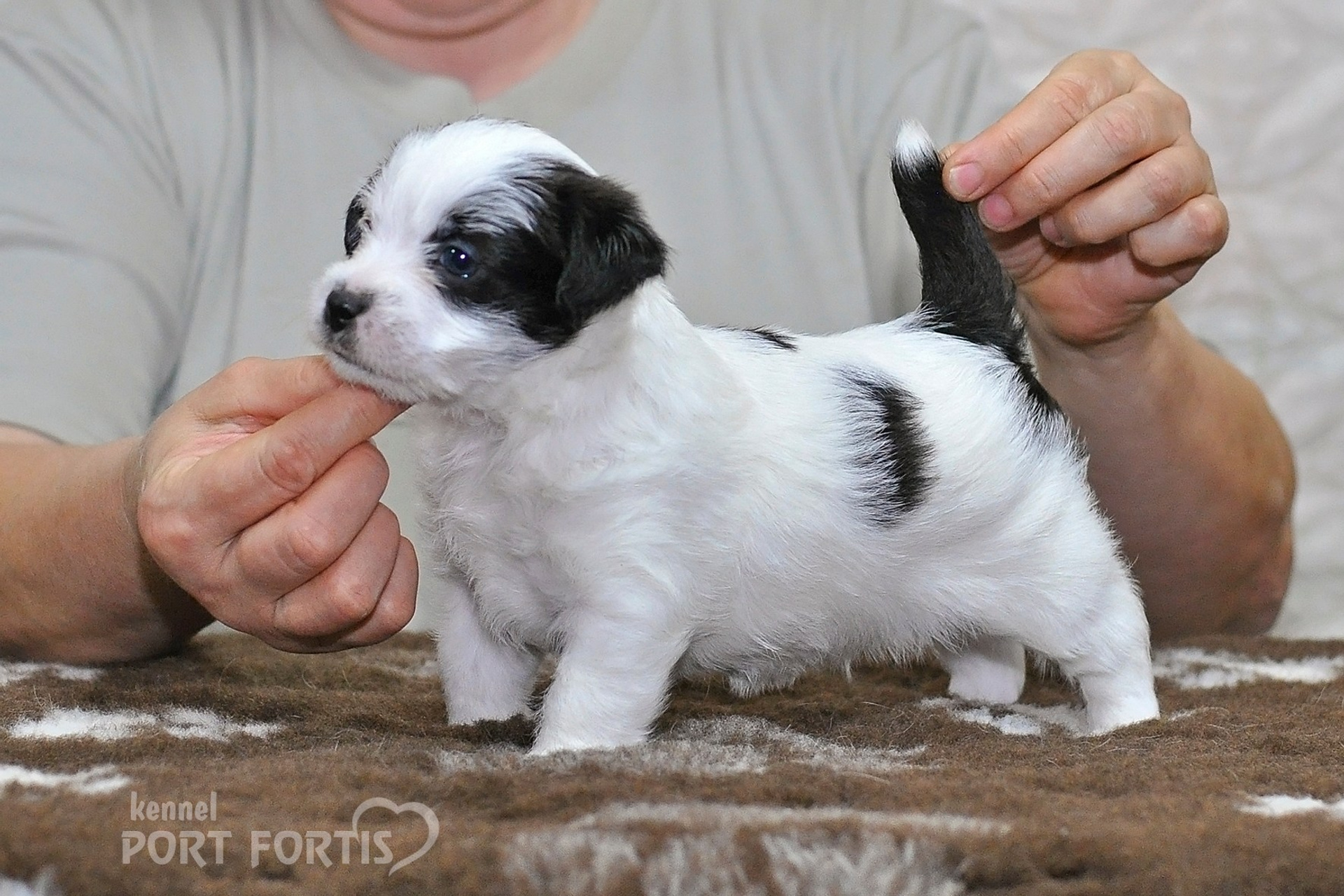 2026 Litter D male 3. Щенки джек рассел терьера, питомник РКФ, питомник джек рассел терьеров, питомник Порт Фортис, kennel PORT FORTIS