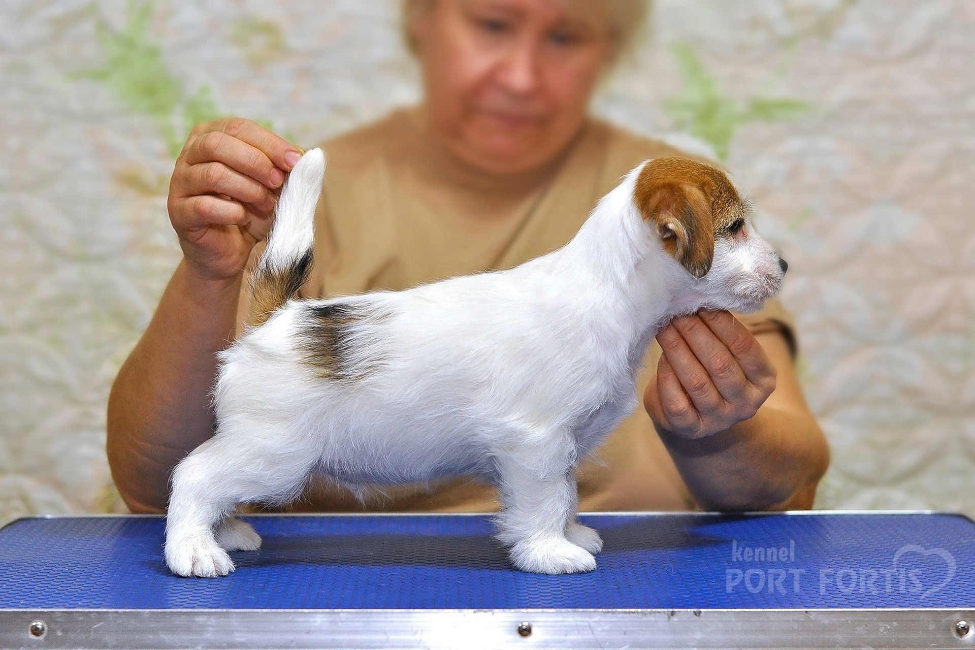 2025 Litter CH male 2. Щенки джек рассел терьера, питомник РКФ, питомник джек рассел терьеров, питомник Порт Фортис, kennel PORT FORTIS