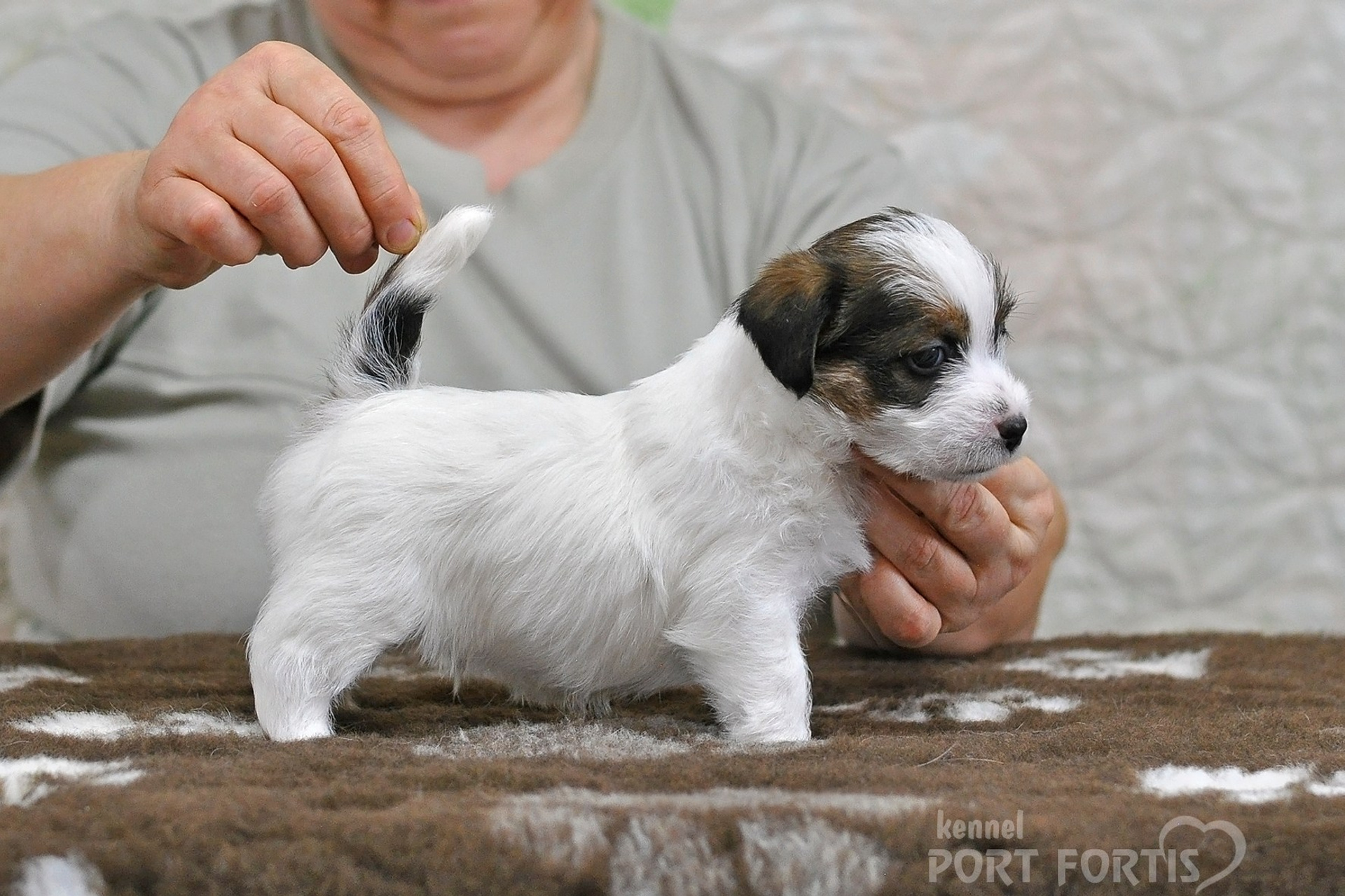 2026 Litter D male 1. Щенки джек рассел терьера, питомник РКФ, питомник джек рассел терьеров, питомник Порт Фортис, kennel PORT FORTIS