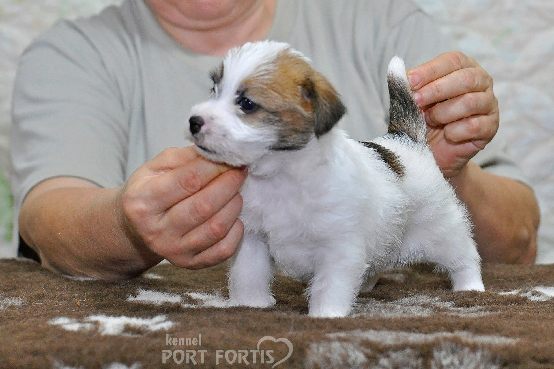 2026 Litter D male 2. Щенки джек рассел терьера, питомник РКФ, питомник джек рассел терьеров, питомник Порт Фортис, kennel PORT FORTIS