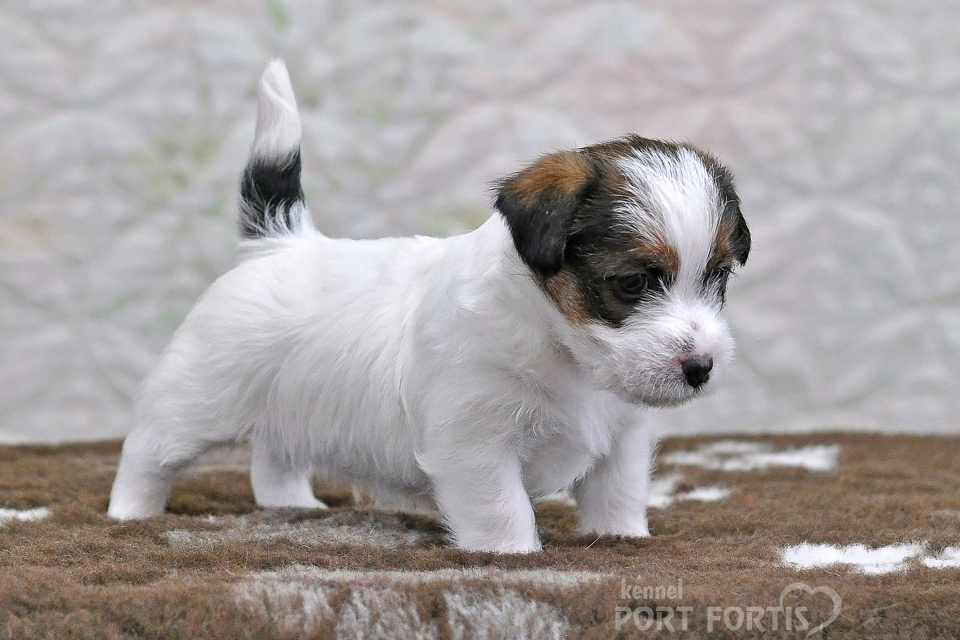 2026 Litter D male 1. Щенки джек рассел терьера, питомник РКФ, питомник джек рассел терьеров, питомник Порт Фортис, kennel PORT FORTIS