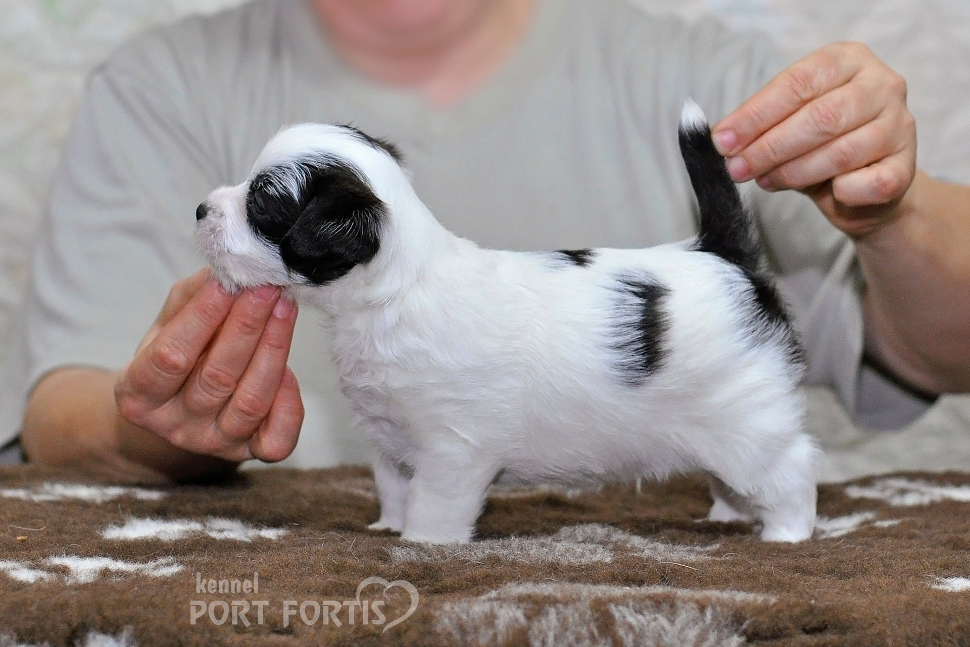 2026 Litter D male 3. Щенки джек рассел терьера, питомник РКФ, питомник джек рассел терьеров, питомник Порт Фортис, kennel PORT FORTIS