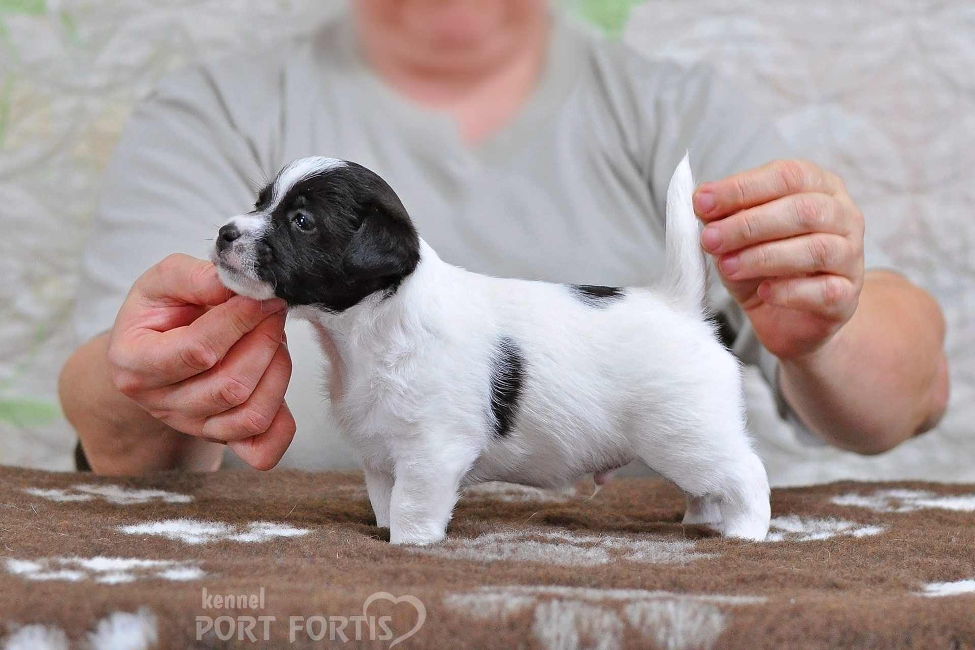 2026 Litter D male 5. Щенки джек рассел терьера, питомник РКФ, питомник джек рассел терьеров, питомник Порт Фортис, kennel PORT FORTIS