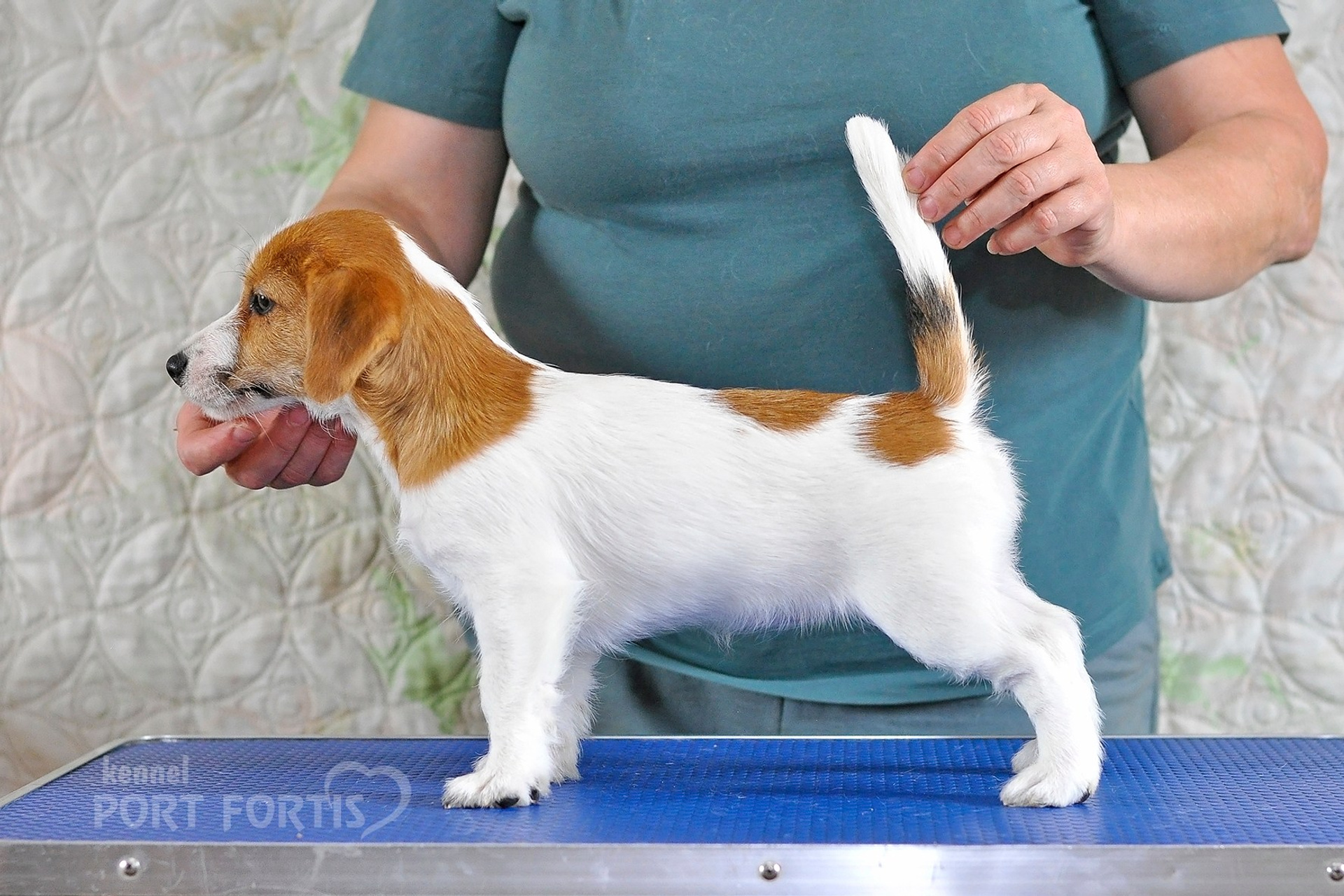 2026 Litter F female 2. Щенки джек рассел терьера, питомник РКФ, питомник джек рассел терьеров, питомник Порт Фортис, kennel PORT FORTIS