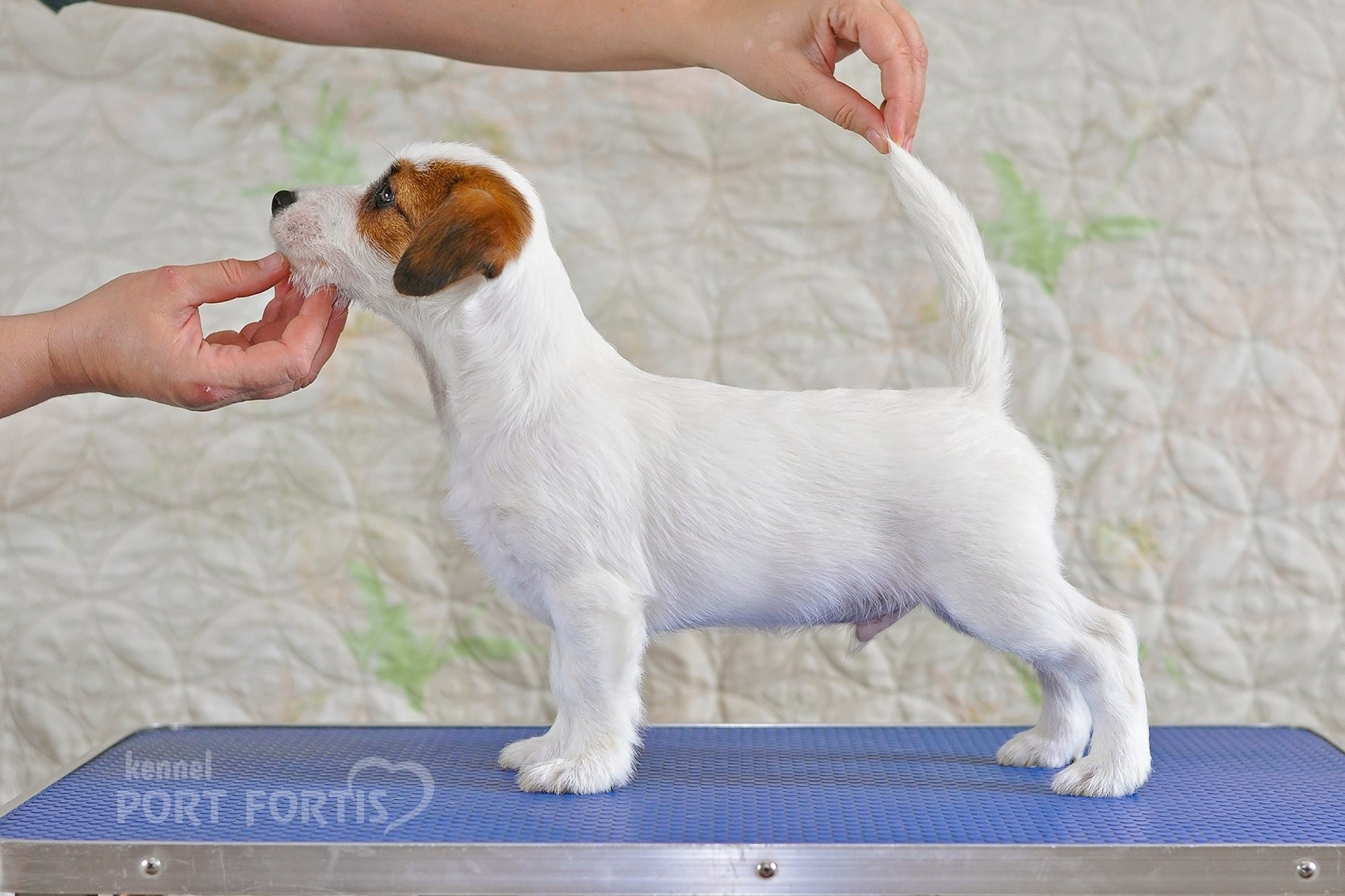 2026 Litter F male 1. Щенки джек рассел терьера, питомник РКФ, питомник джек рассел терьеров, питомник Порт Фортис, kennel PORT FORTIS