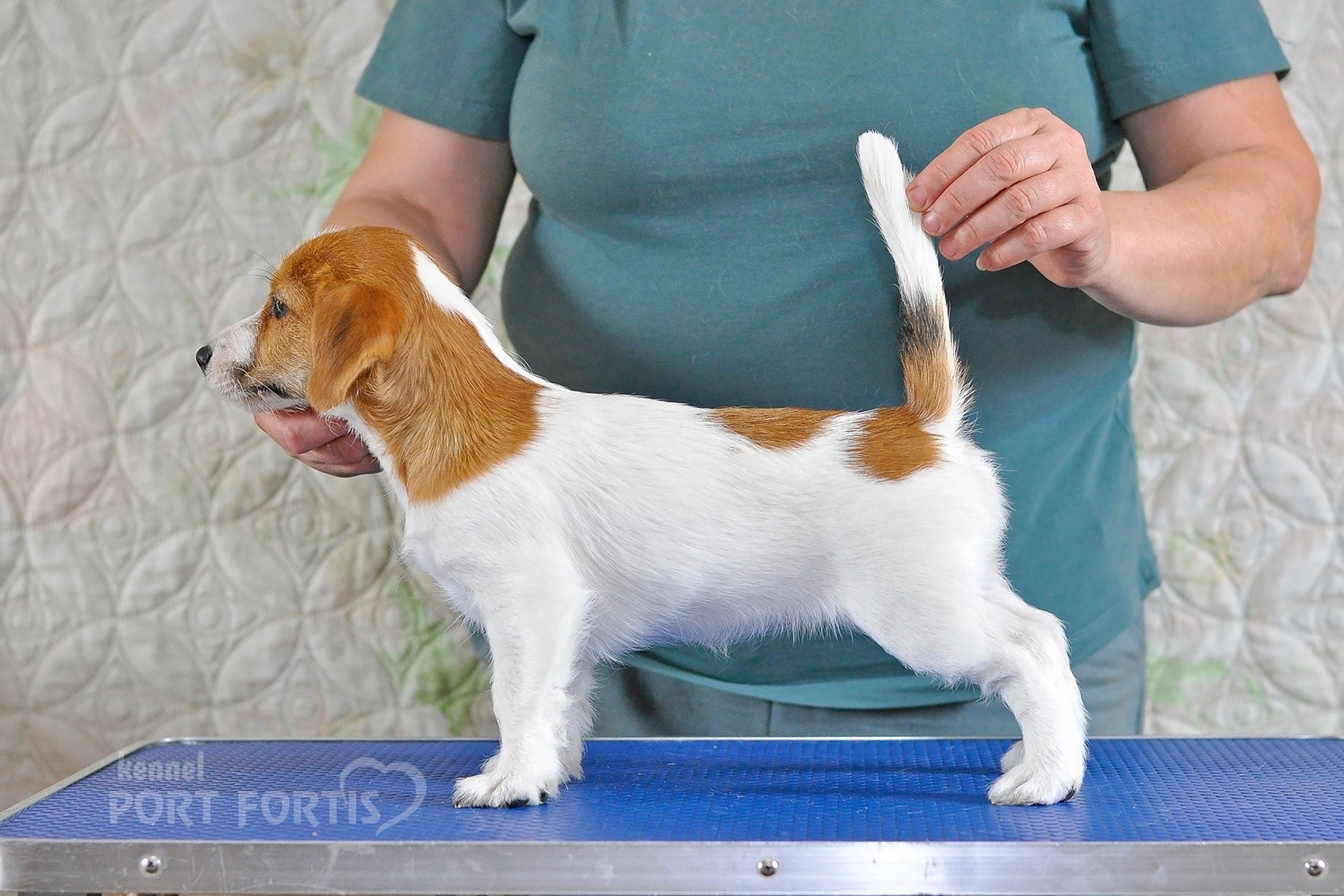 2026 Litter F female 2. Щенки джек рассел терьера, питомник РКФ, питомник джек рассел терьеров, питомник Порт Фортис, kennel PORT FORTIS