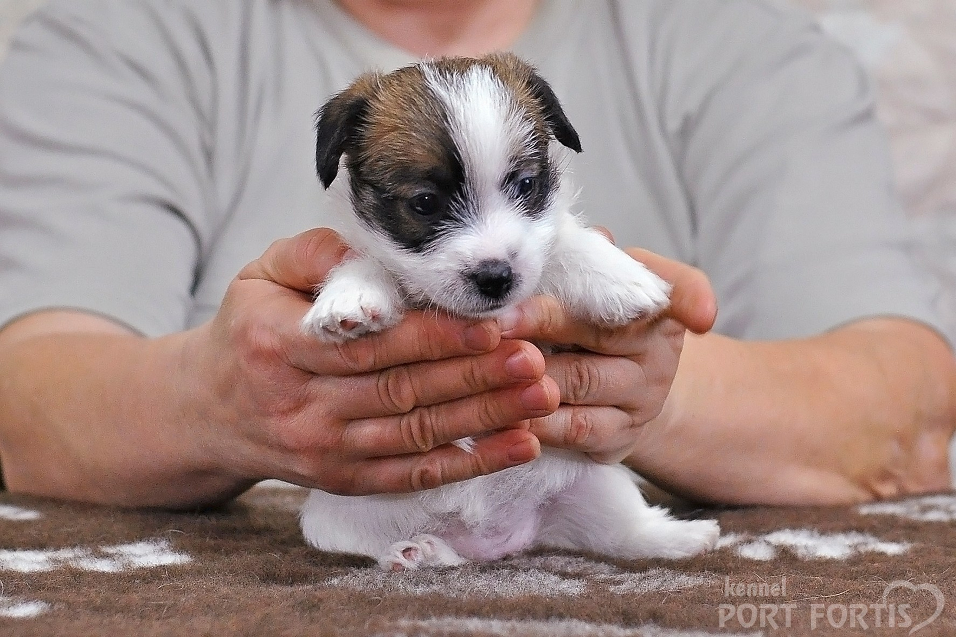 2026 Litter D female 1. Щенки джек рассел терьера, питомник РКФ, питомник джек рассел терьеров, питомник Порт Фортис, kennel PORT FORTIS