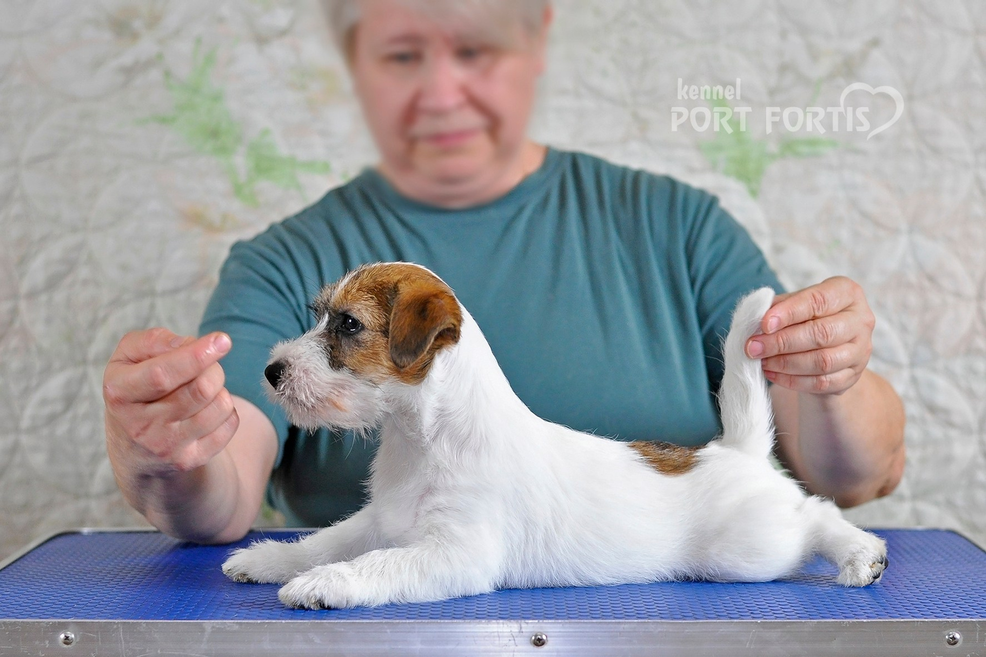 2026 Litter F female 1. Щенки джек рассел терьера, питомник РКФ, питомник джек рассел терьеров, питомник Порт Фортис, kennel PORT FORTIS