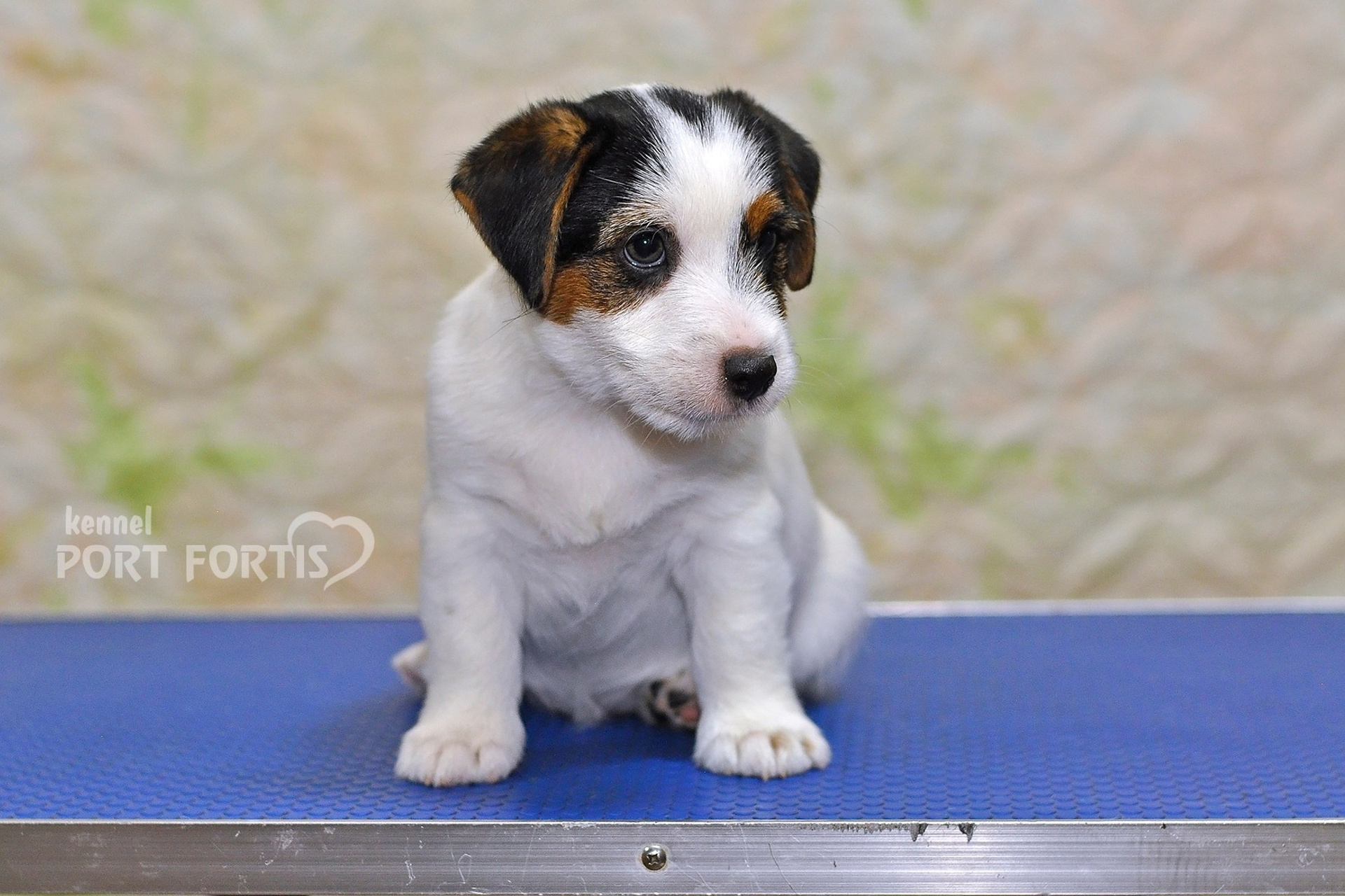 2025 Litter CH male 3. Щенки джек рассел терьера, питомник РКФ, питомник джек рассел терьеров, питомник Порт Фортис, kennel PORT FORTIS