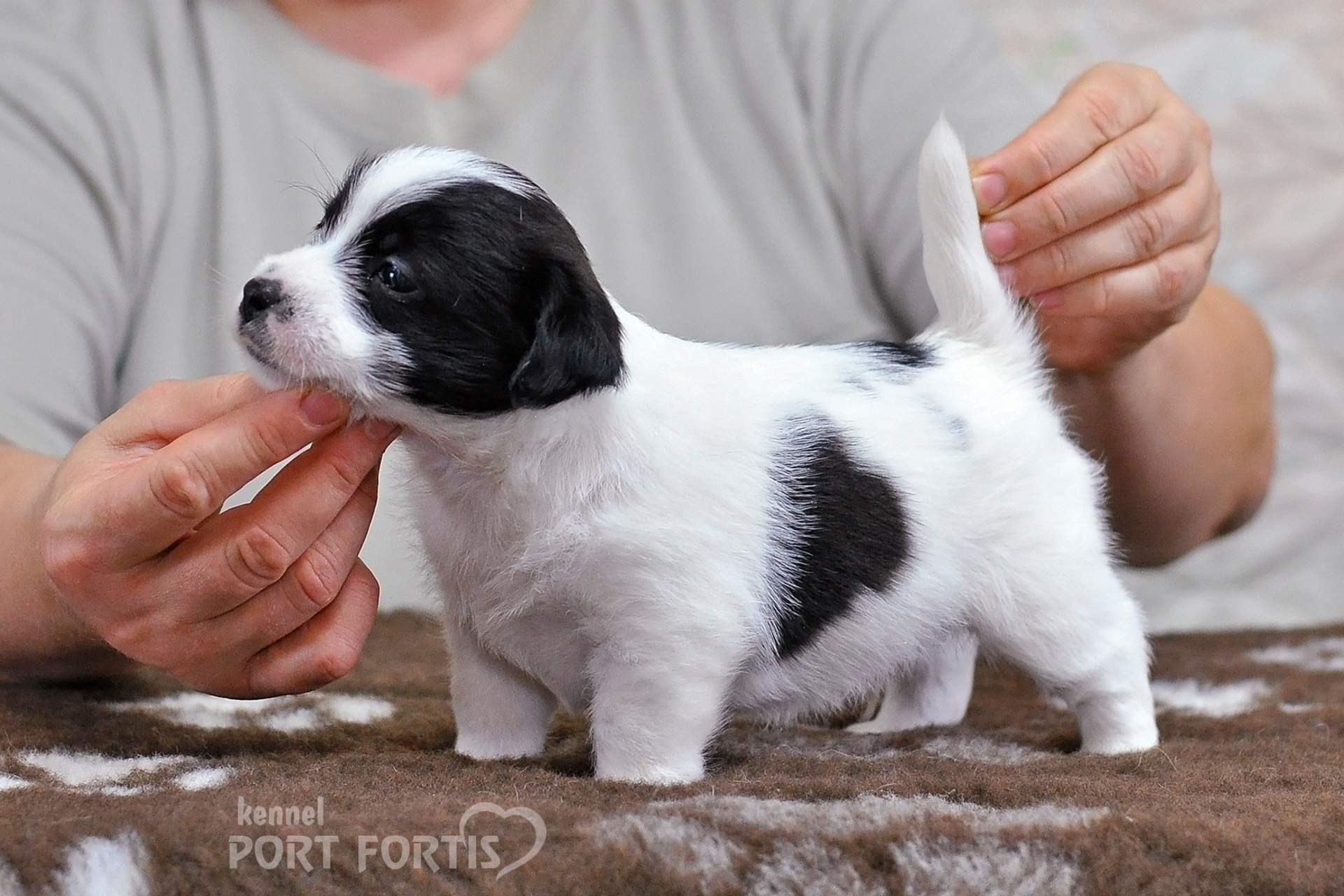 2026 Litter D male 4. Щенки джек рассел терьера, питомник РКФ, питомник джек рассел терьеров, питомник Порт Фортис, kennel PORT FORTIS