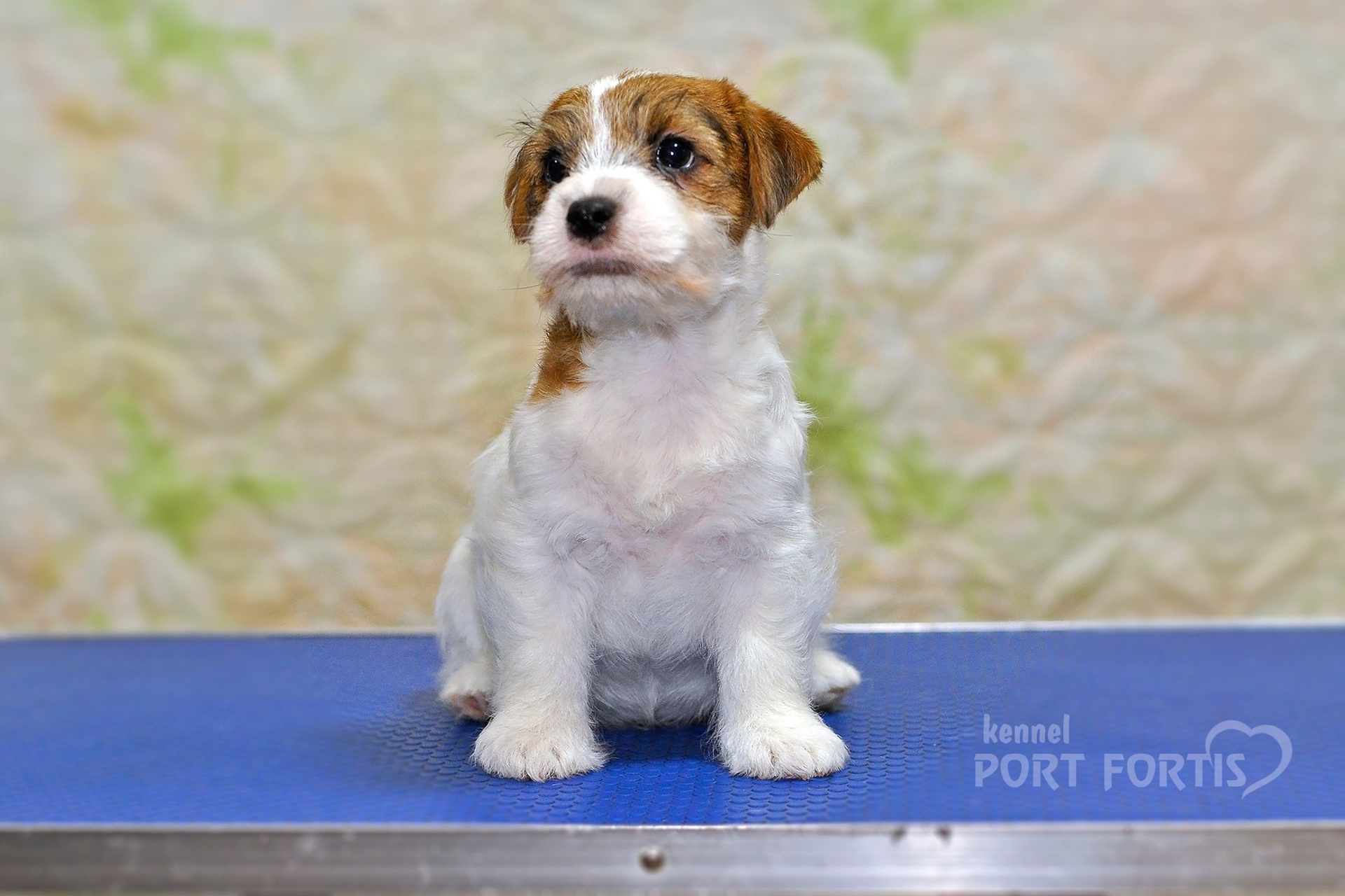 2025 Litter CH male 1. Щенки джек рассел терьера, питомник РКФ, питомник джек рассел терьеров, питомник Порт Фортис, kennel PORT FORTIS