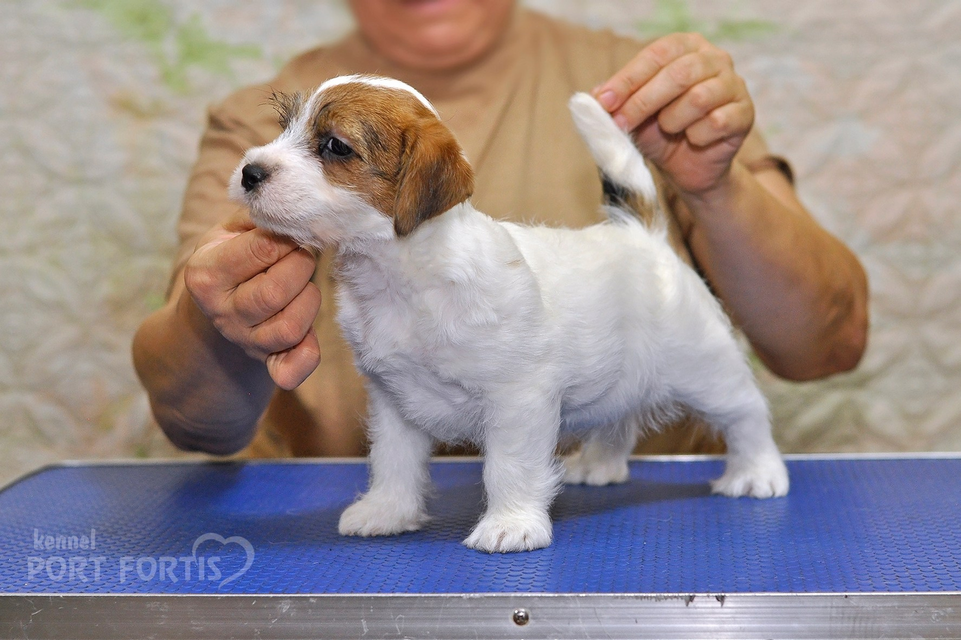 2025 Litter CH male 1. Щенки джек рассел терьера, питомник РКФ, питомник джек рассел терьеров, питомник Порт Фортис, kennel PORT FORTIS