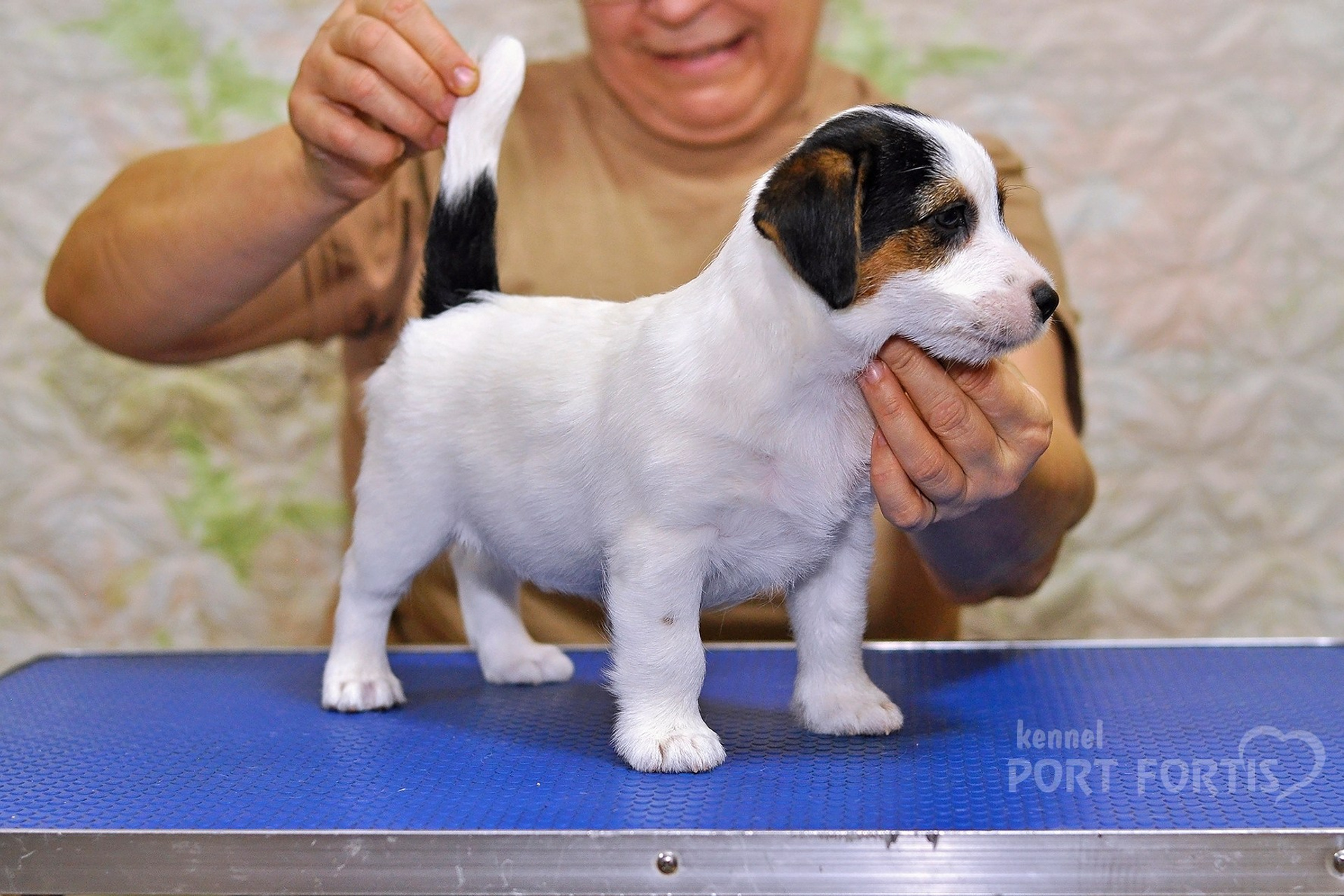 2025 Litter CH male 3. Щенки джек рассел терьера, питомник РКФ, питомник джек рассел терьеров, питомник Порт Фортис, kennel PORT FORTIS