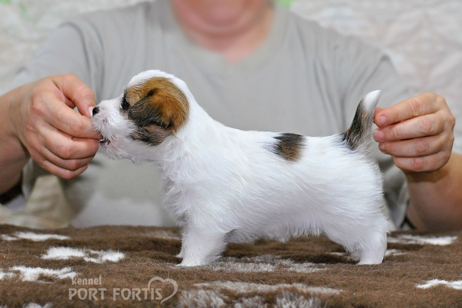 2026 Litter D male 2. Щенки джек рассел терьера, питомник РКФ, питомник джек рассел терьеров, питомник Порт Фортис, kennel PORT FORTIS