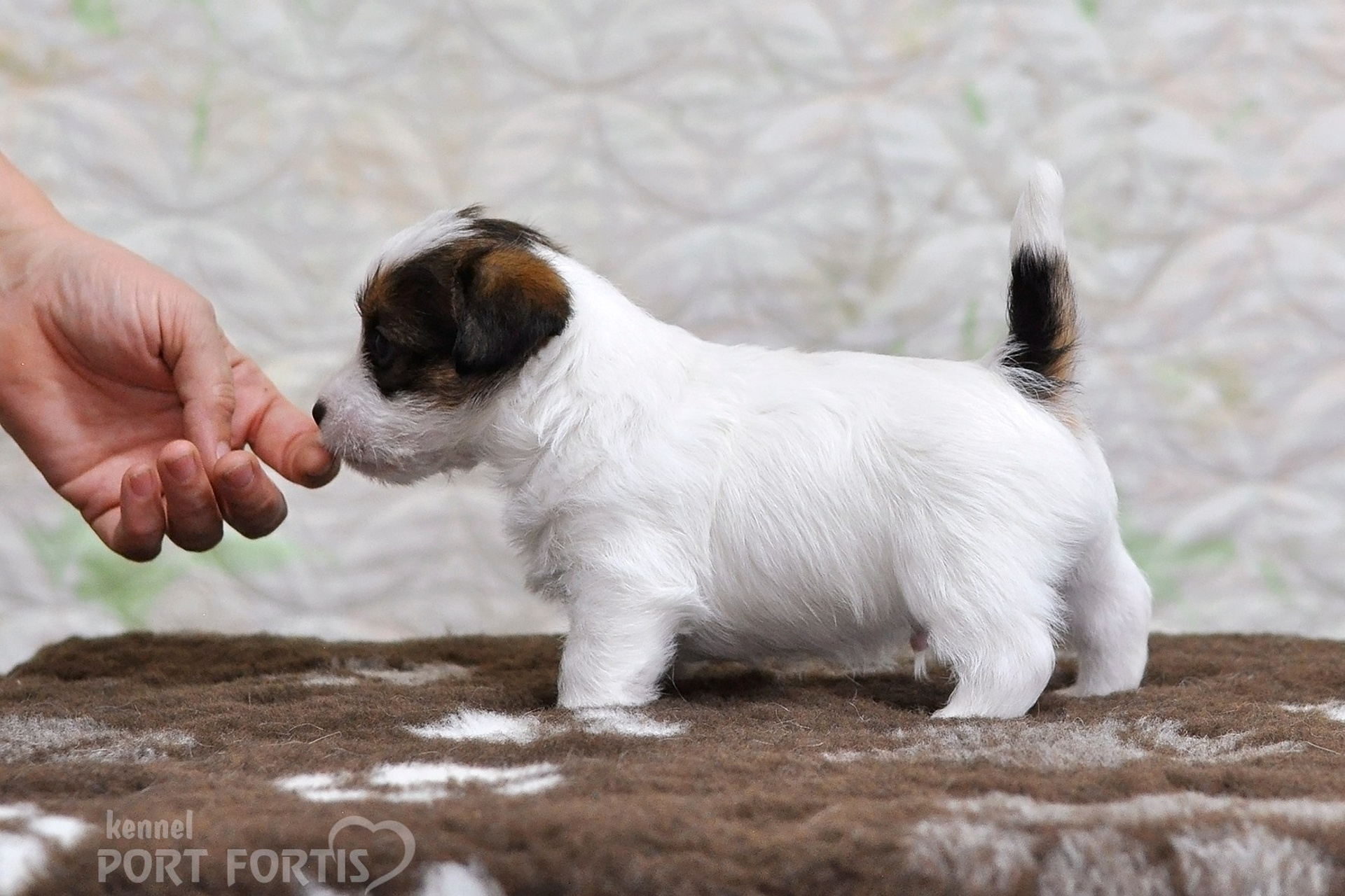 2026 Litter D male 1. Щенки джек рассел терьера, питомник РКФ, питомник джек рассел терьеров, питомник Порт Фортис, kennel PORT FORTIS