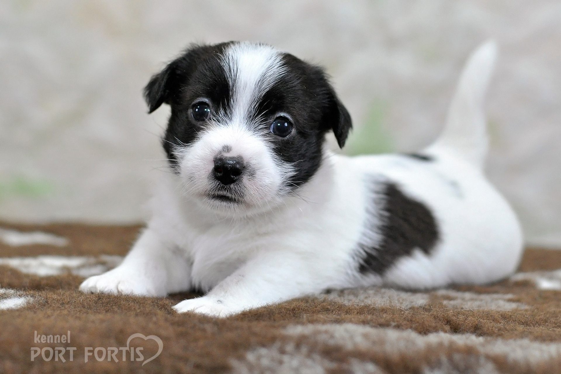 2026 Litter D male 4. Щенки джек рассел терьера, питомник РКФ, питомник джек рассел терьеров, питомник Порт Фортис, kennel PORT FORTIS