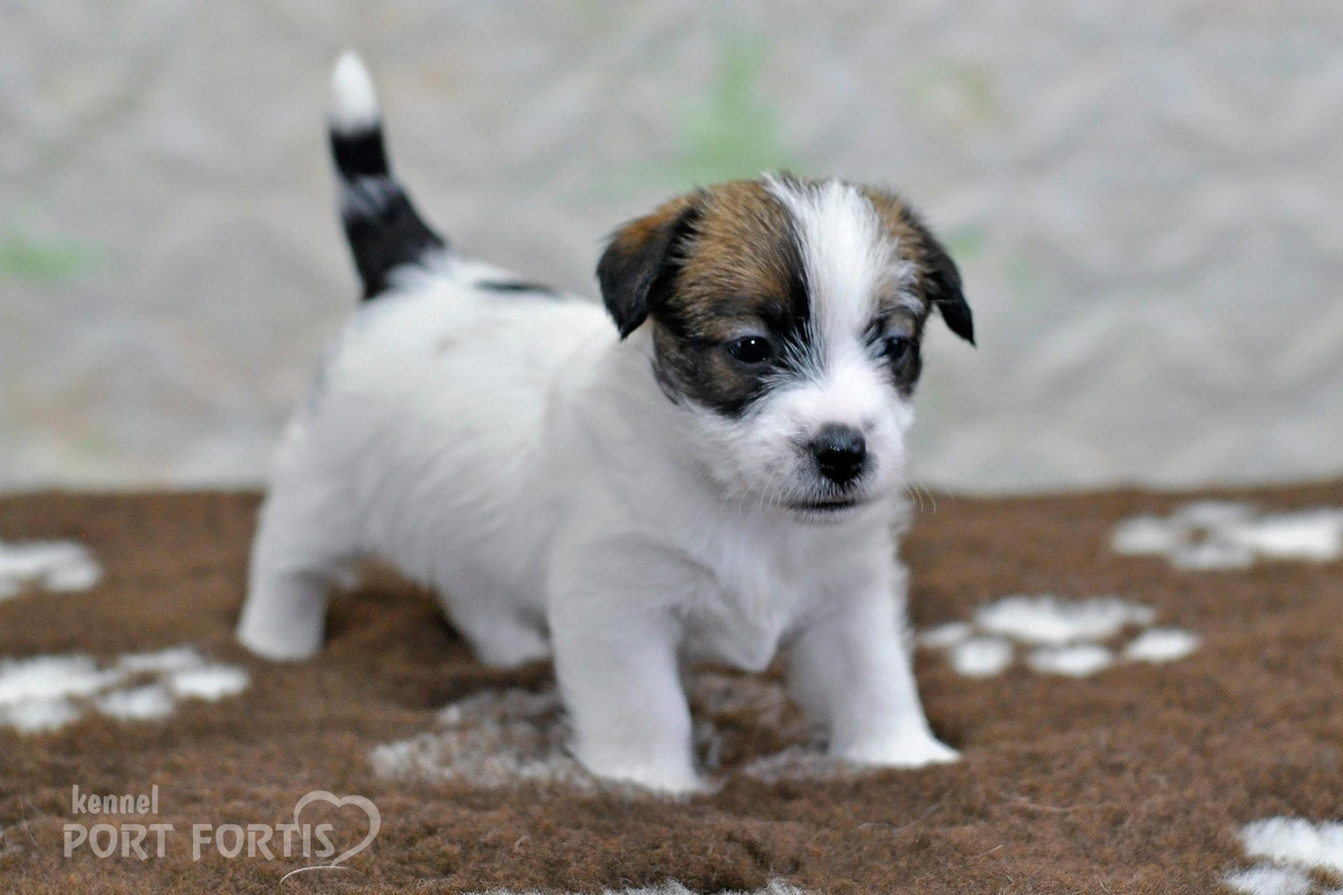 2026 Litter D female 1. Щенки джек рассел терьера, питомник РКФ, питомник джек рассел терьеров, питомник Порт Фортис, kennel PORT FORTIS