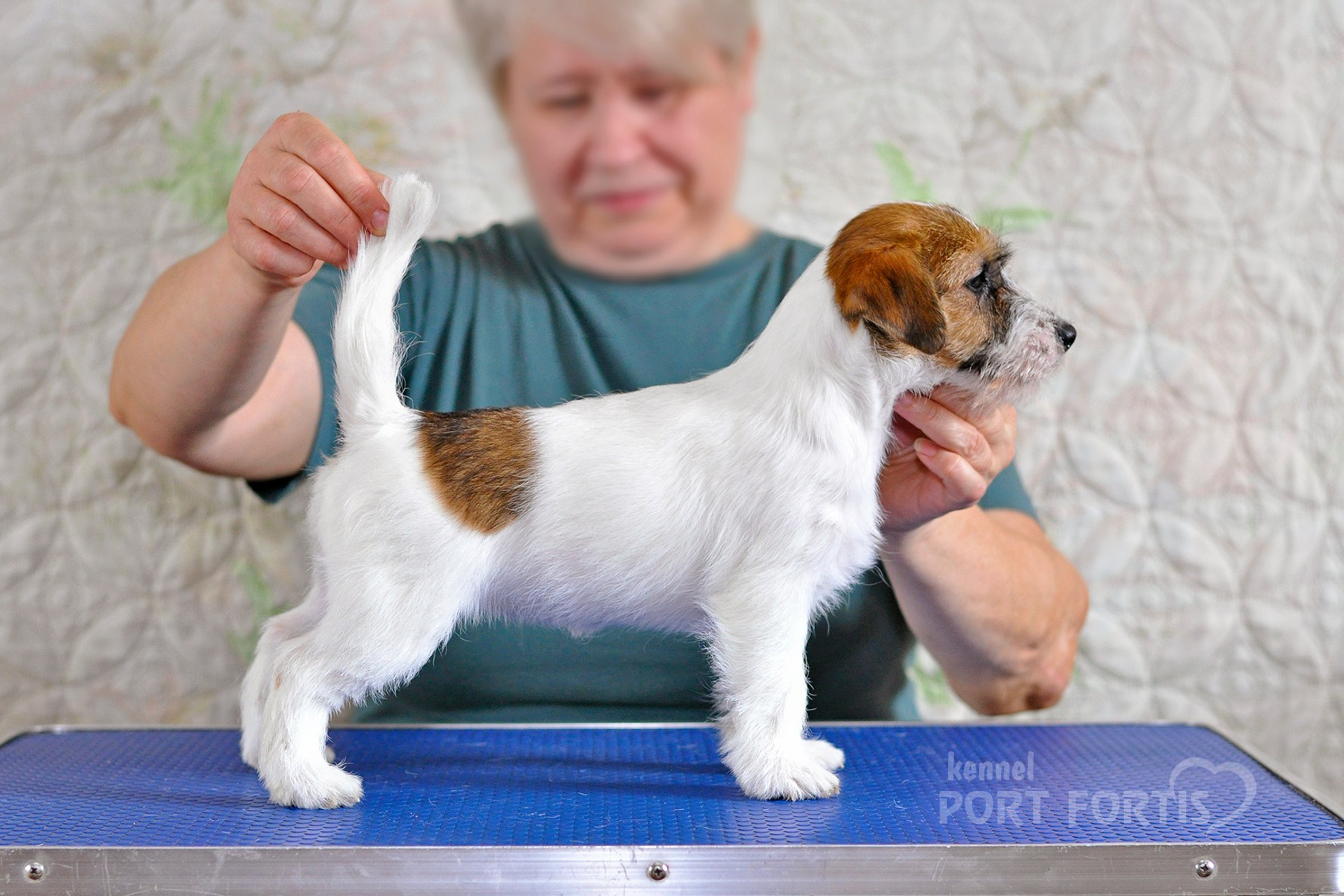 2026 Litter F female 1. Щенки джек рассел терьера, питомник РКФ, питомник джек рассел терьеров, питомник Порт Фортис, kennel PORT FORTIS