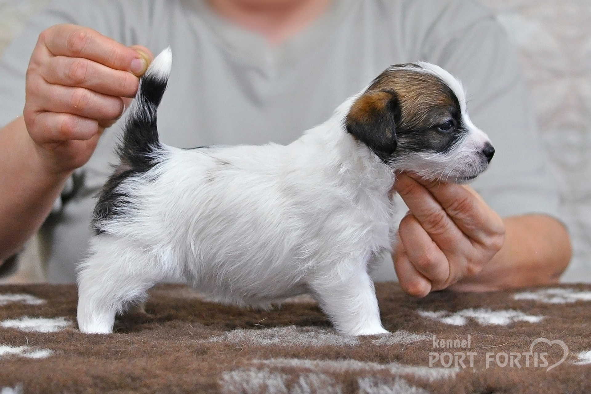 2026 Litter D female 1. Щенки джек рассел терьера, питомник РКФ, питомник джек рассел терьеров, питомник Порт Фортис, kennel PORT FORTIS