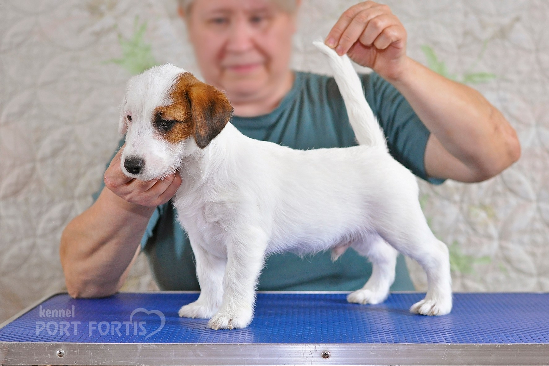 2026 Litter F male 1. Щенки джек рассел терьера, питомник РКФ, питомник джек рассел терьеров, питомник Порт Фортис, kennel PORT FORTIS