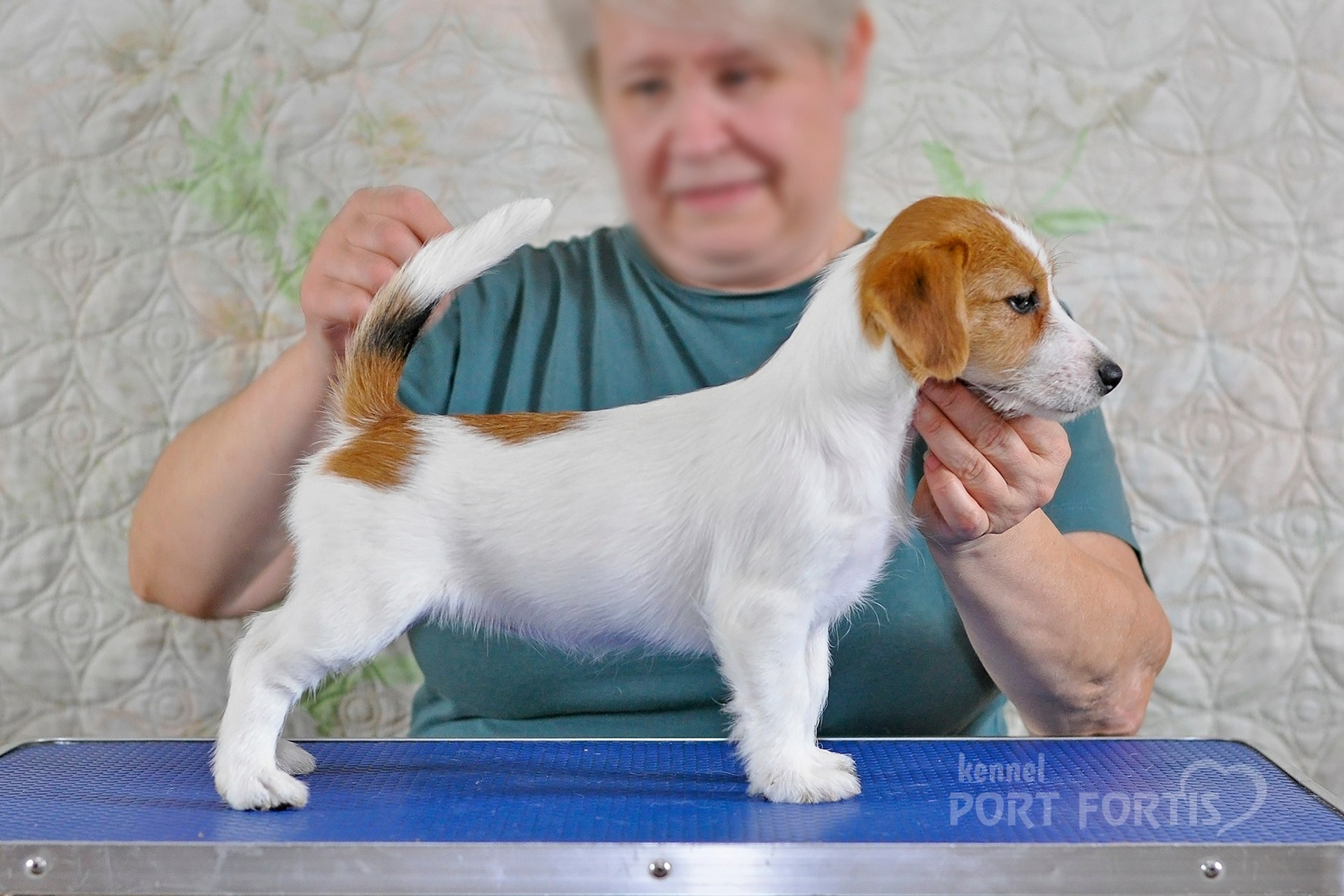 2026 Litter F female 2. Щенки джек рассел терьера, питомник РКФ, питомник джек рассел терьеров, питомник Порт Фортис, kennel PORT FORTIS